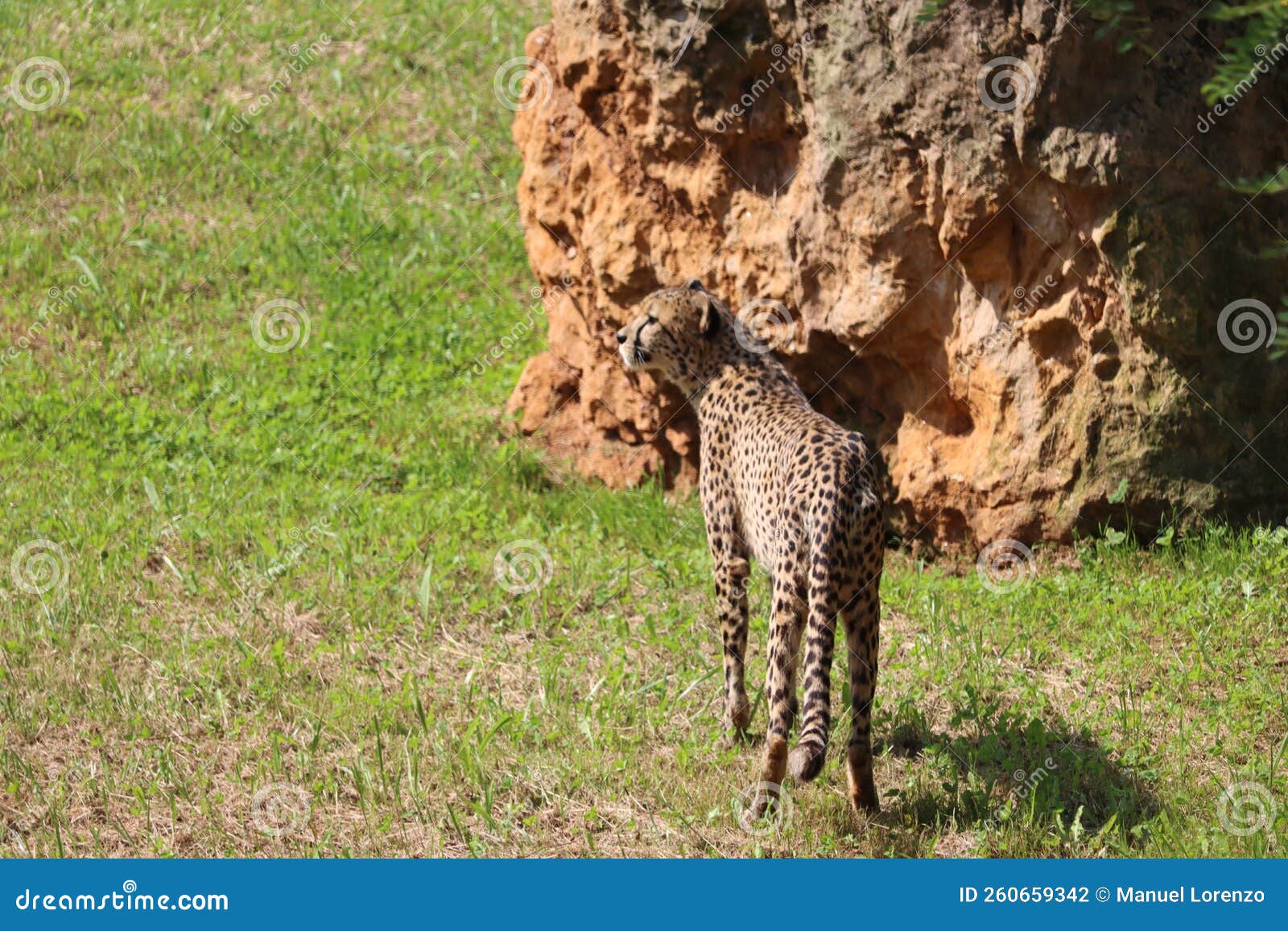 beautiful cheetah fast dangerous wild stealth carnivorous hunter