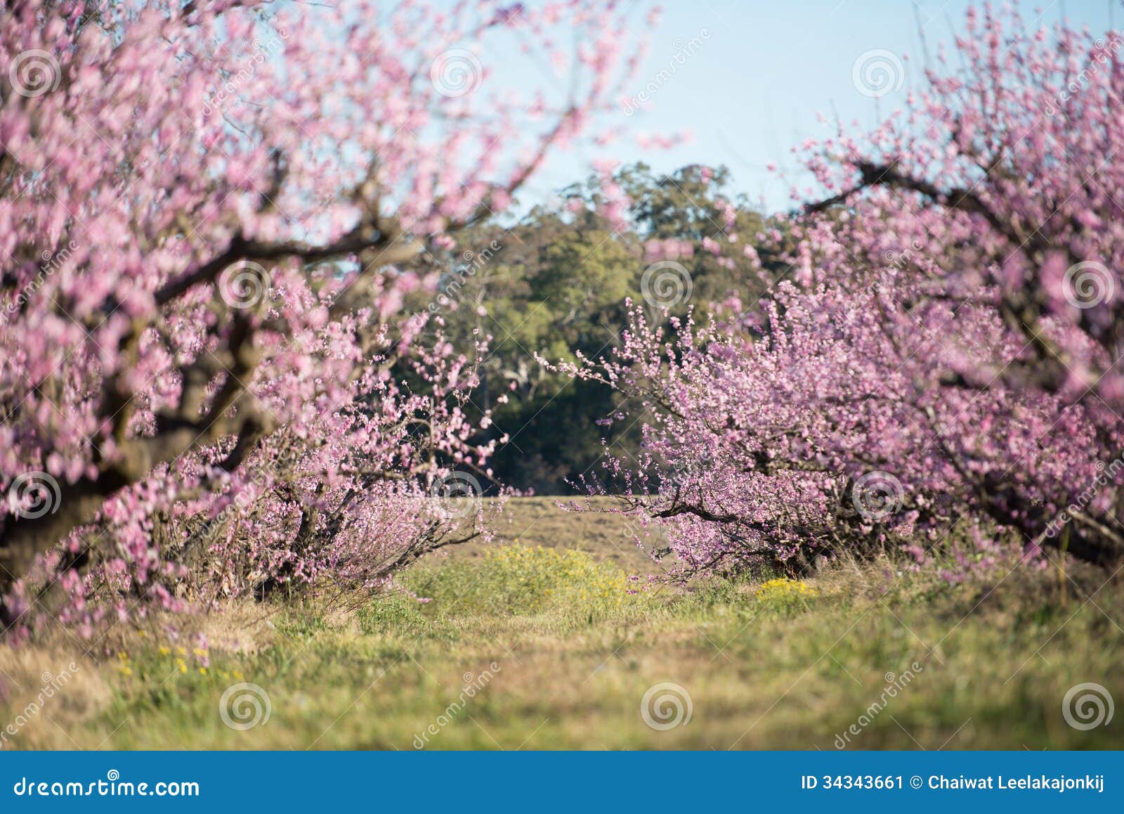 Beautiful Cherry Blossom in Australia. Stock Image Image of lawn