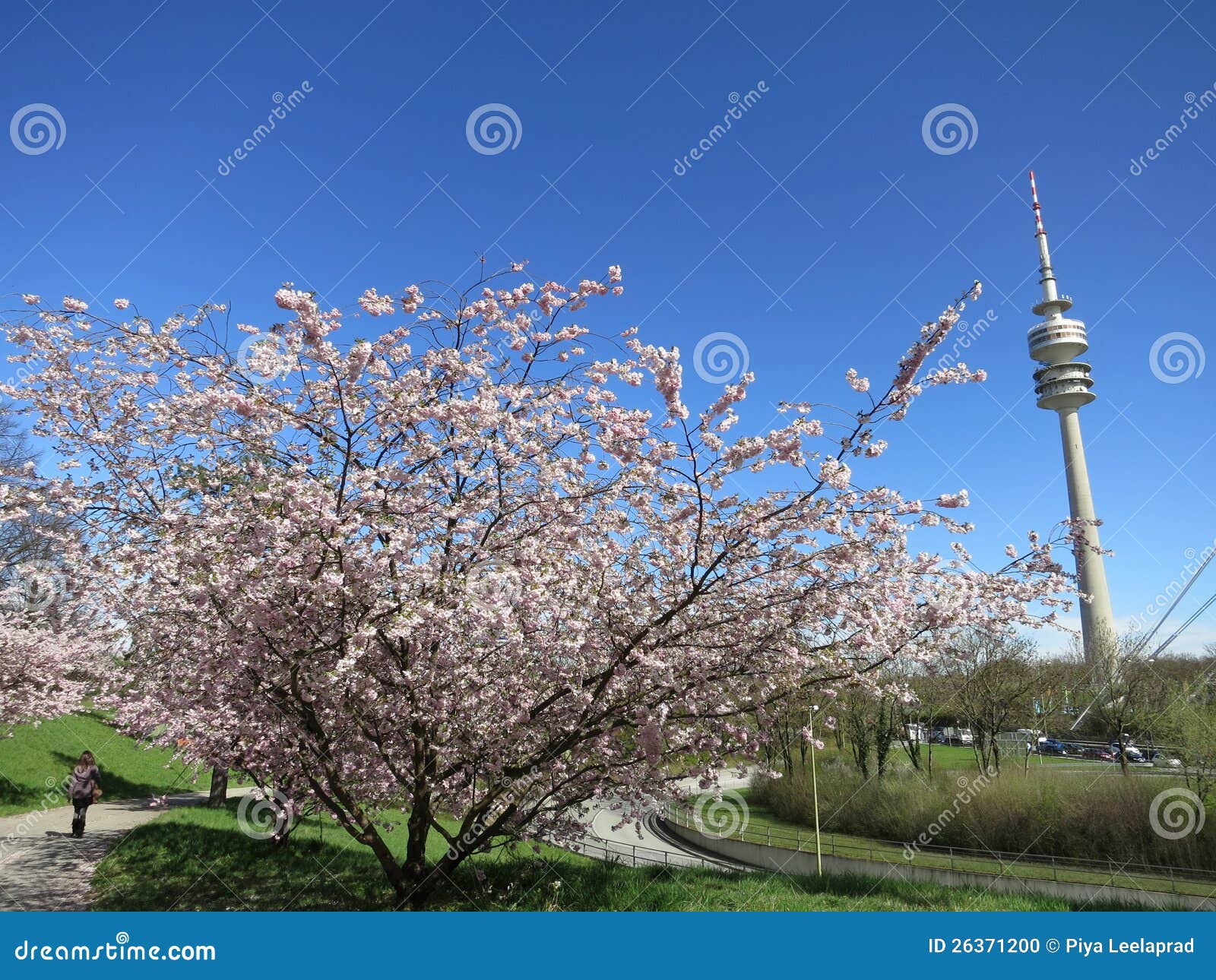 Beautiful Cherry Blossom in Munich S Olympic Park Stock Photo Image