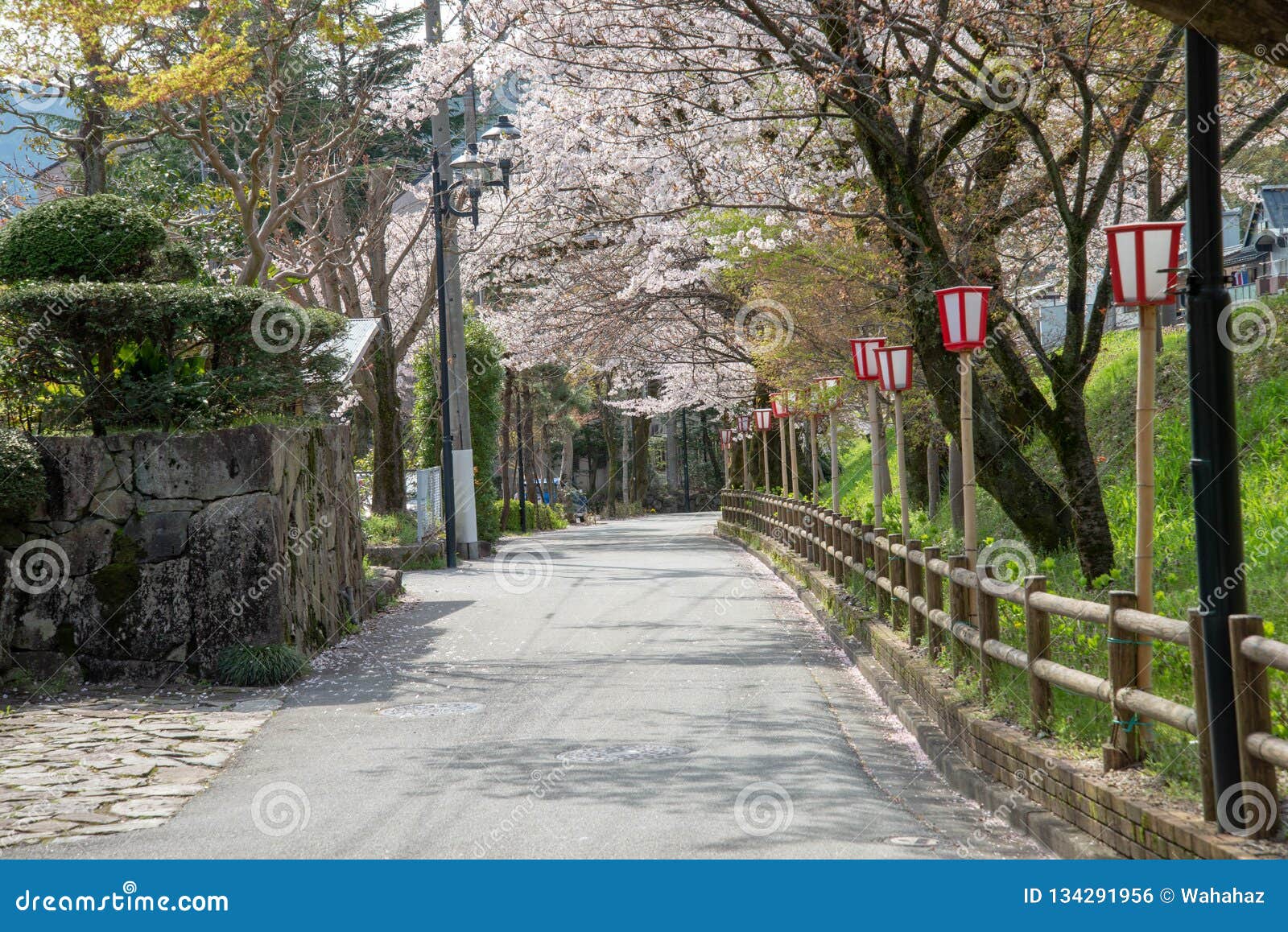 beautiful cherry blossom near train at gero, japan