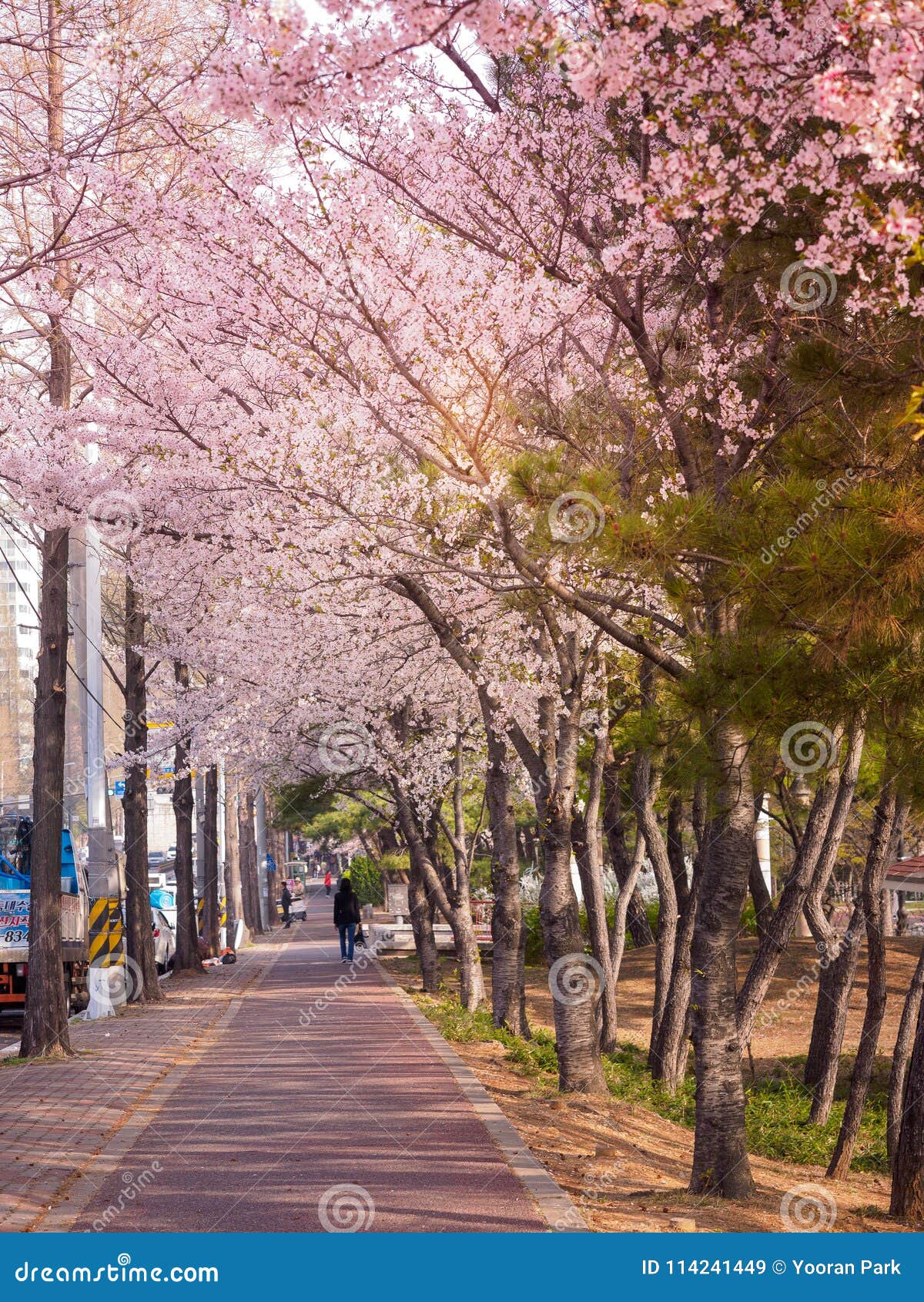 Beautiful Cherry Blossom Sakura in Spring Editorial Stock Image - Image ...