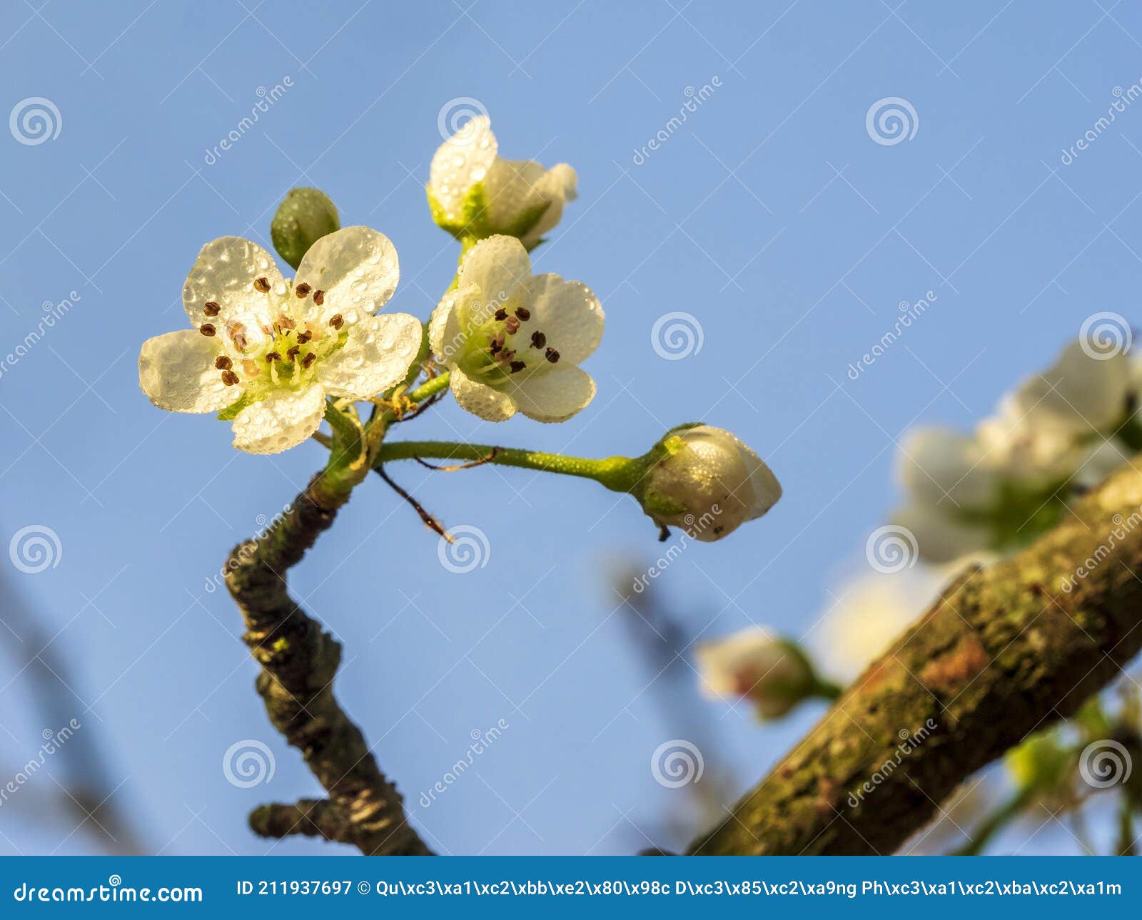 Beautiful Cherry Blossom in Vietnam Stock Image Image of branch