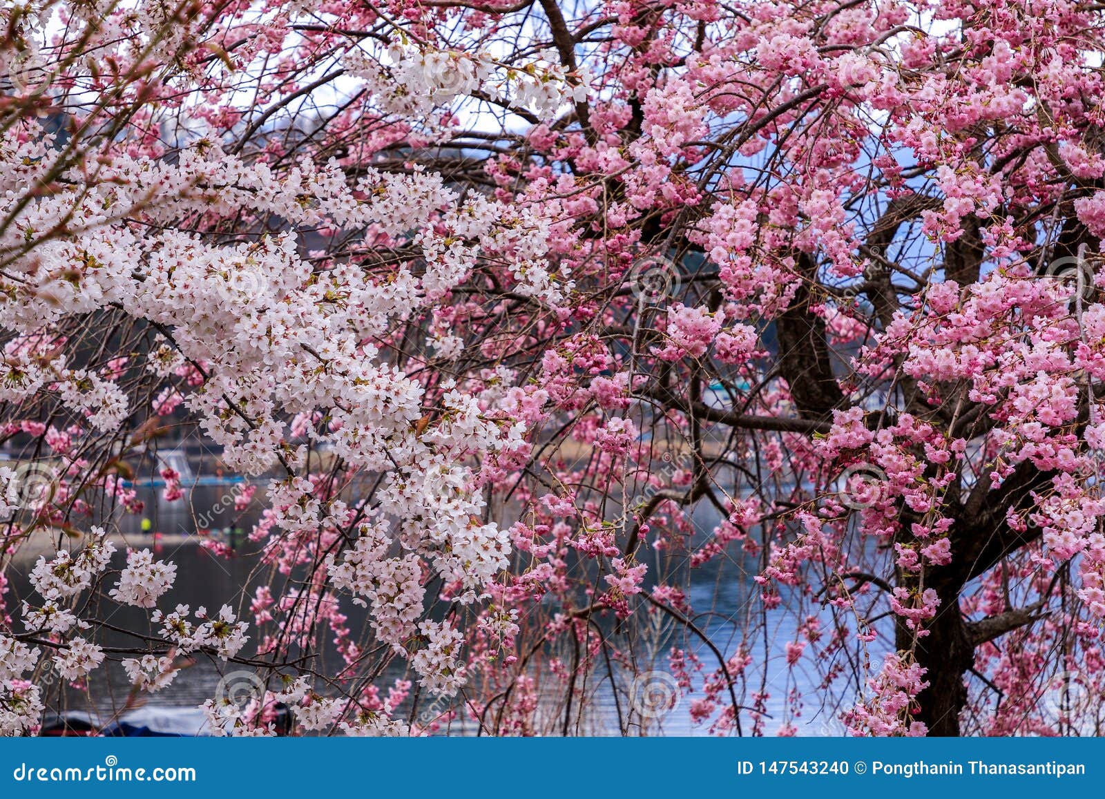 Beautiful Cherry Blossoms Sakura Flowers In Japan Stock Photo Image