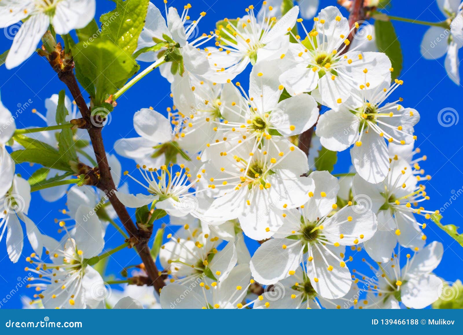 Beautiful Cherry Blossoms in Spring Over Clear Blue Sky Stock Photo