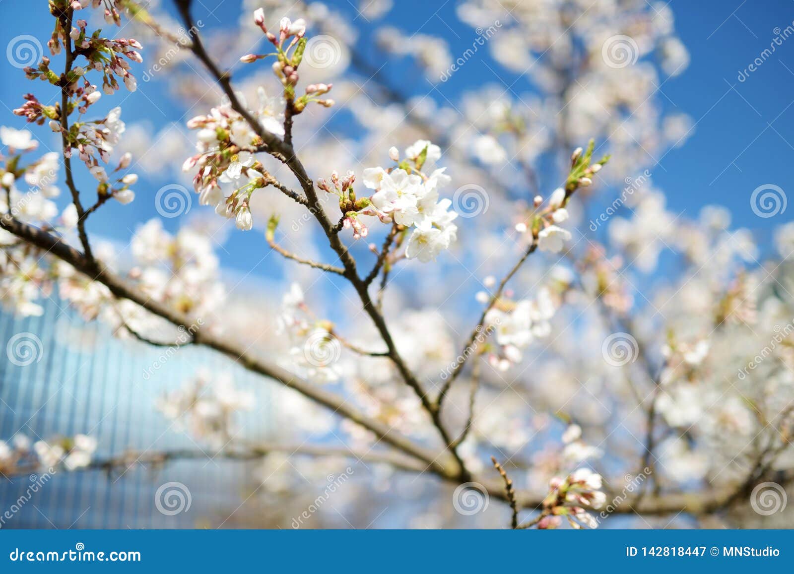 Beautiful Cherry Tree Blossoming on Spring. Beauty in Nature Stock