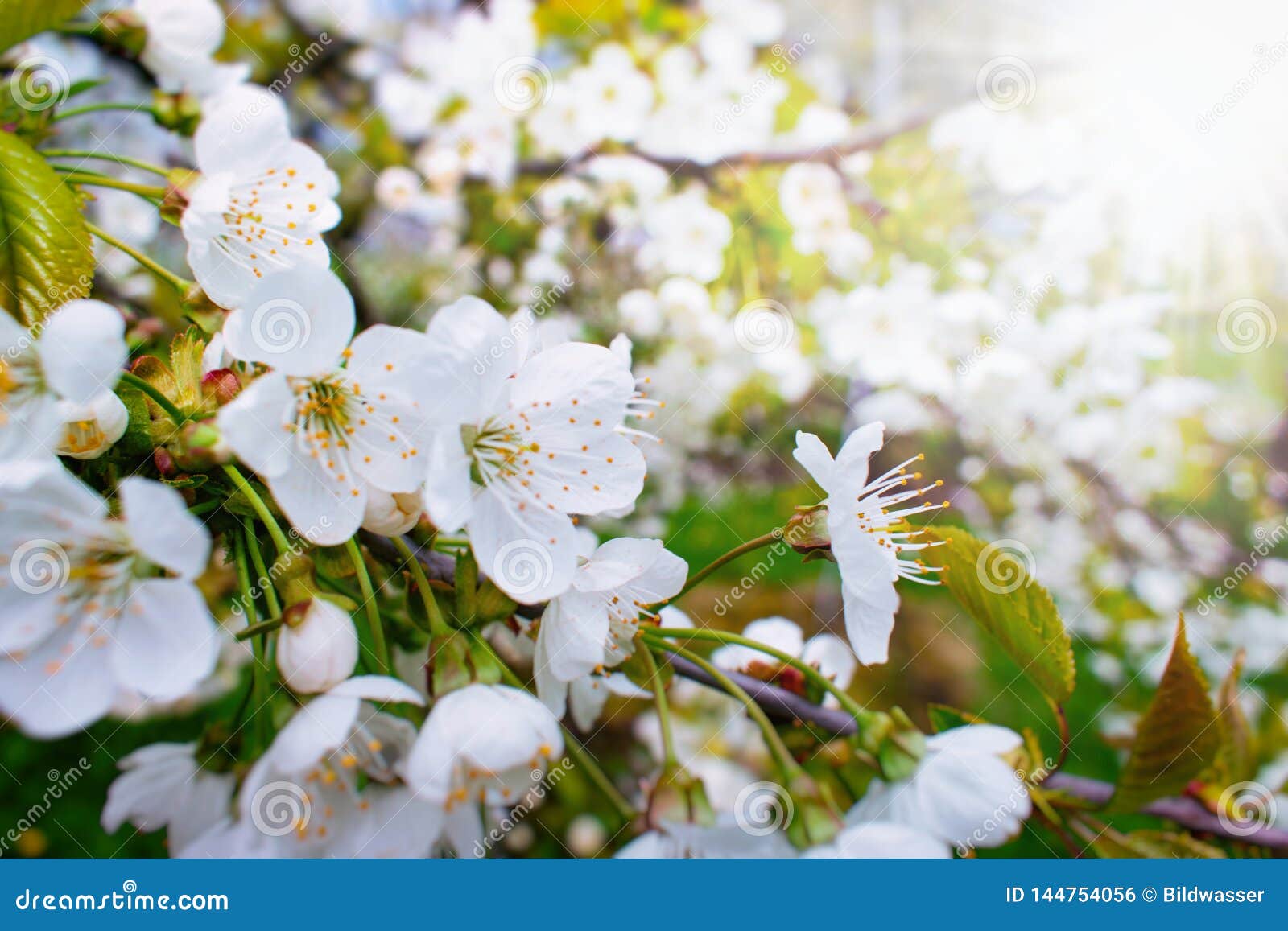 Beautiful Cherry Tree Blossoms in the Sun Stock Photo Image of bloom