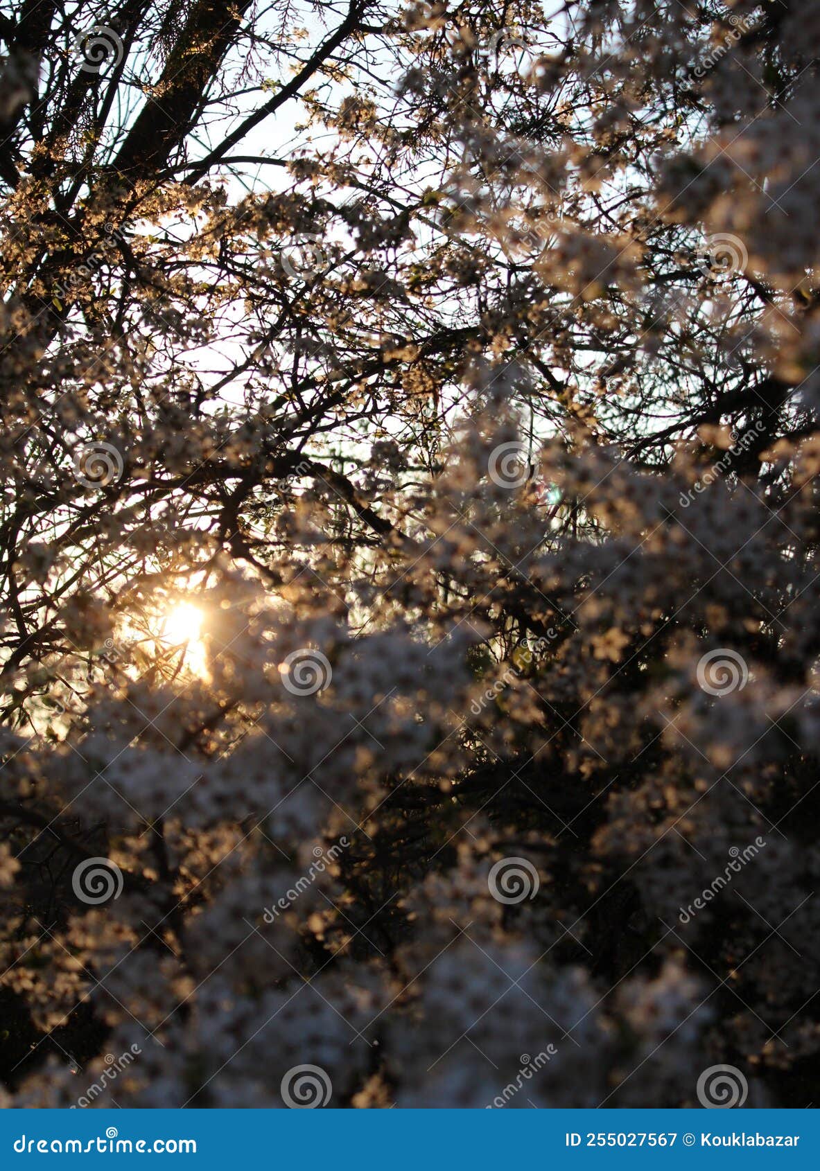 Beautiful Cherry-tree with Flowers Stock Image - Image of beautiful ...