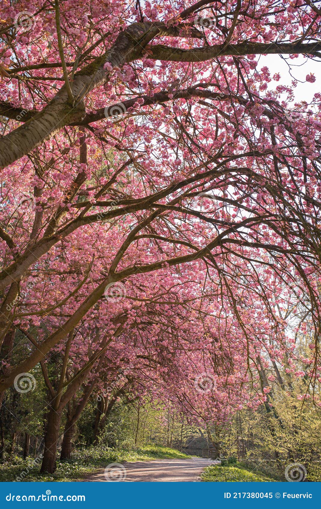 Beautiful Cherry Trees In The Park Stock Image Image of avenue