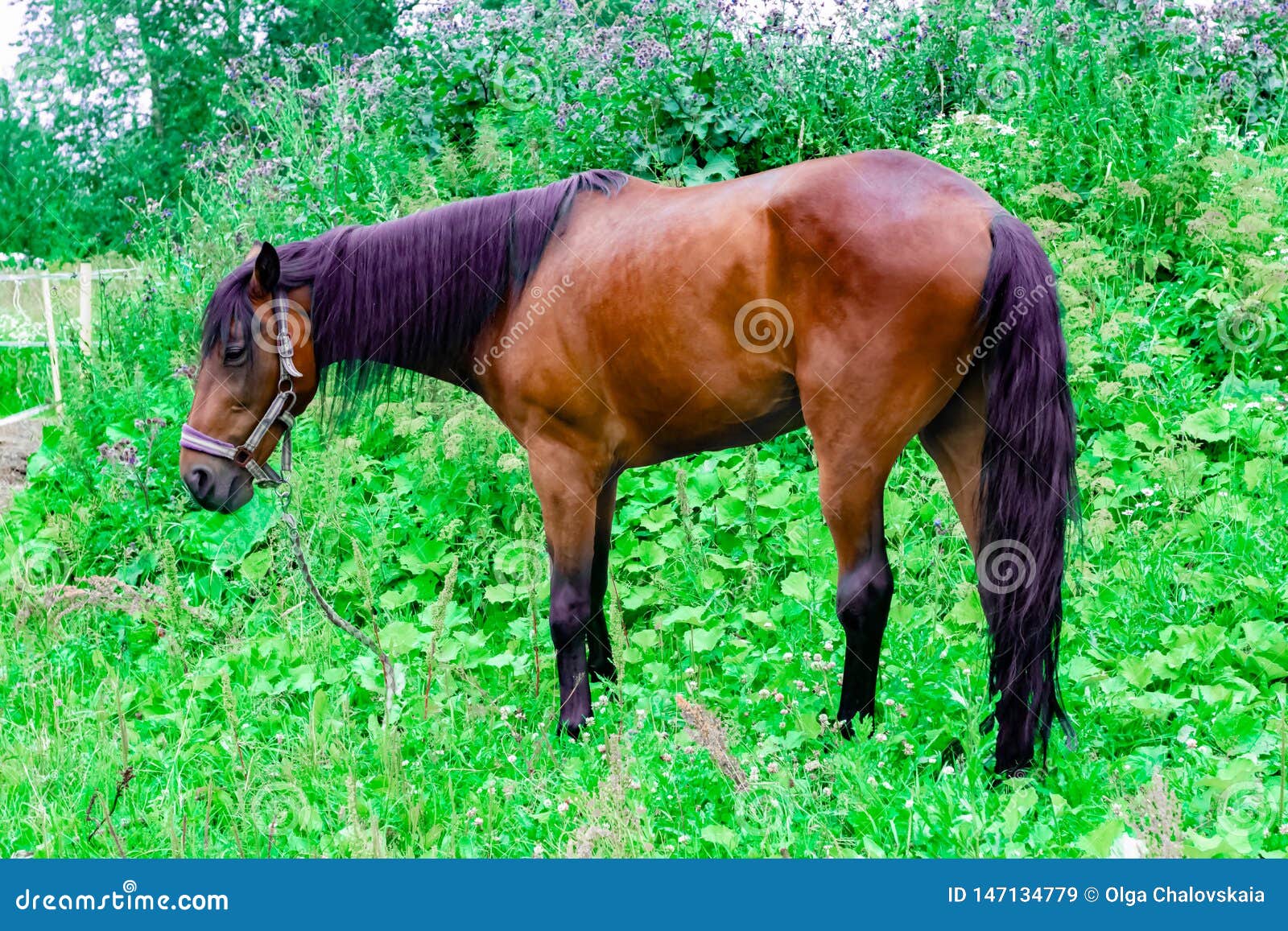 Beautiful Chestnut Horse with a Black and Purple Mane Grazes on a Green Pasture Stock Image