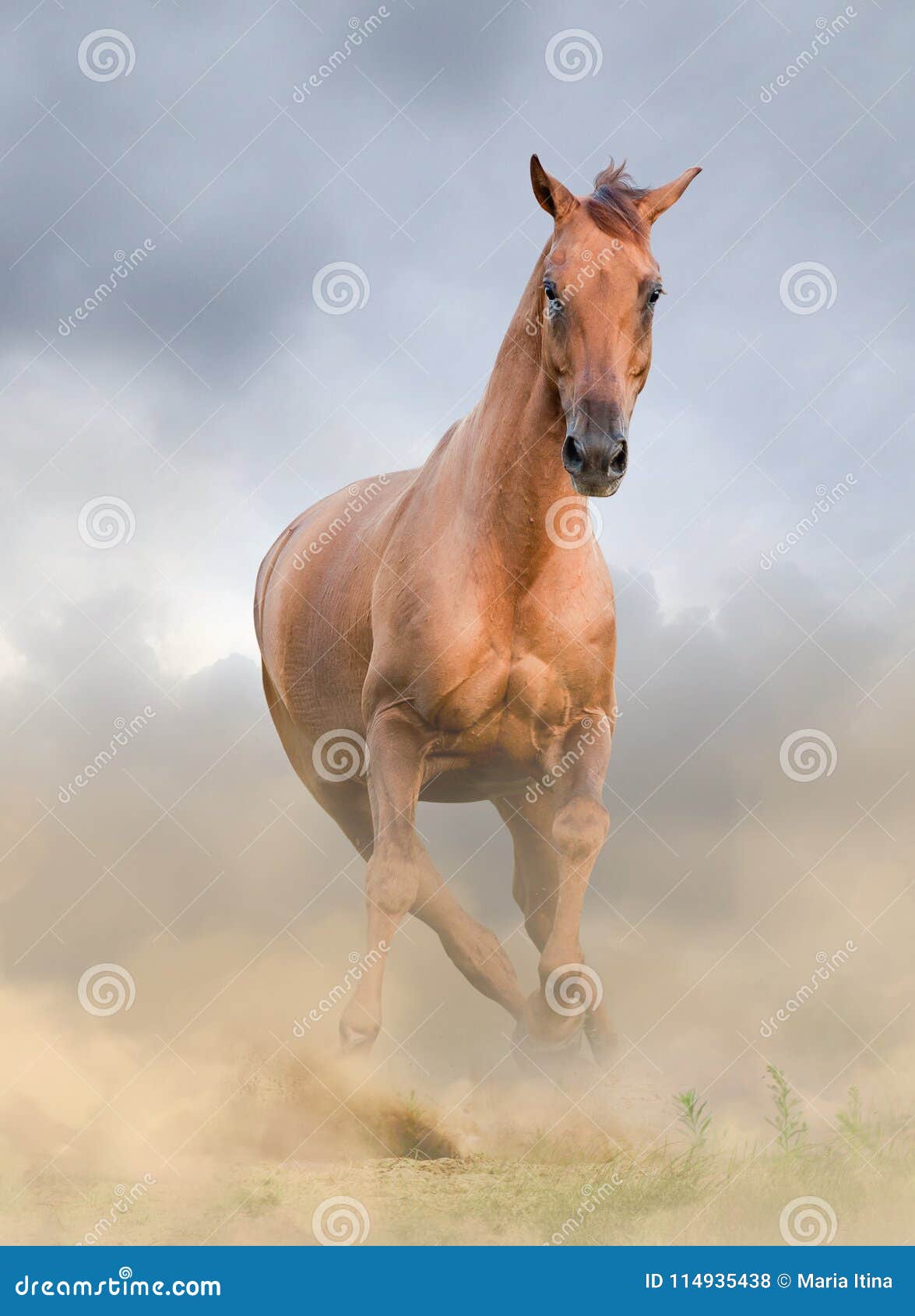 Beautiful Chestnut Horse Front View Stock Photo - Image of horse, mane:  114935438