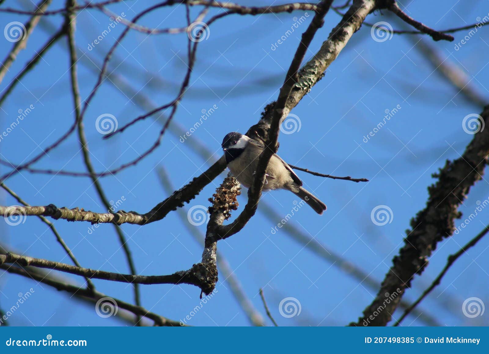 Beautiful Chickadee bird stock image. Image of hanging 207498385