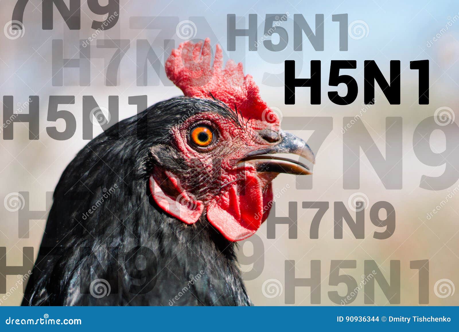beautiful chicken, close-up, sign h5n1 concept of poultry. the threat of avian influenza and illness among poultry.