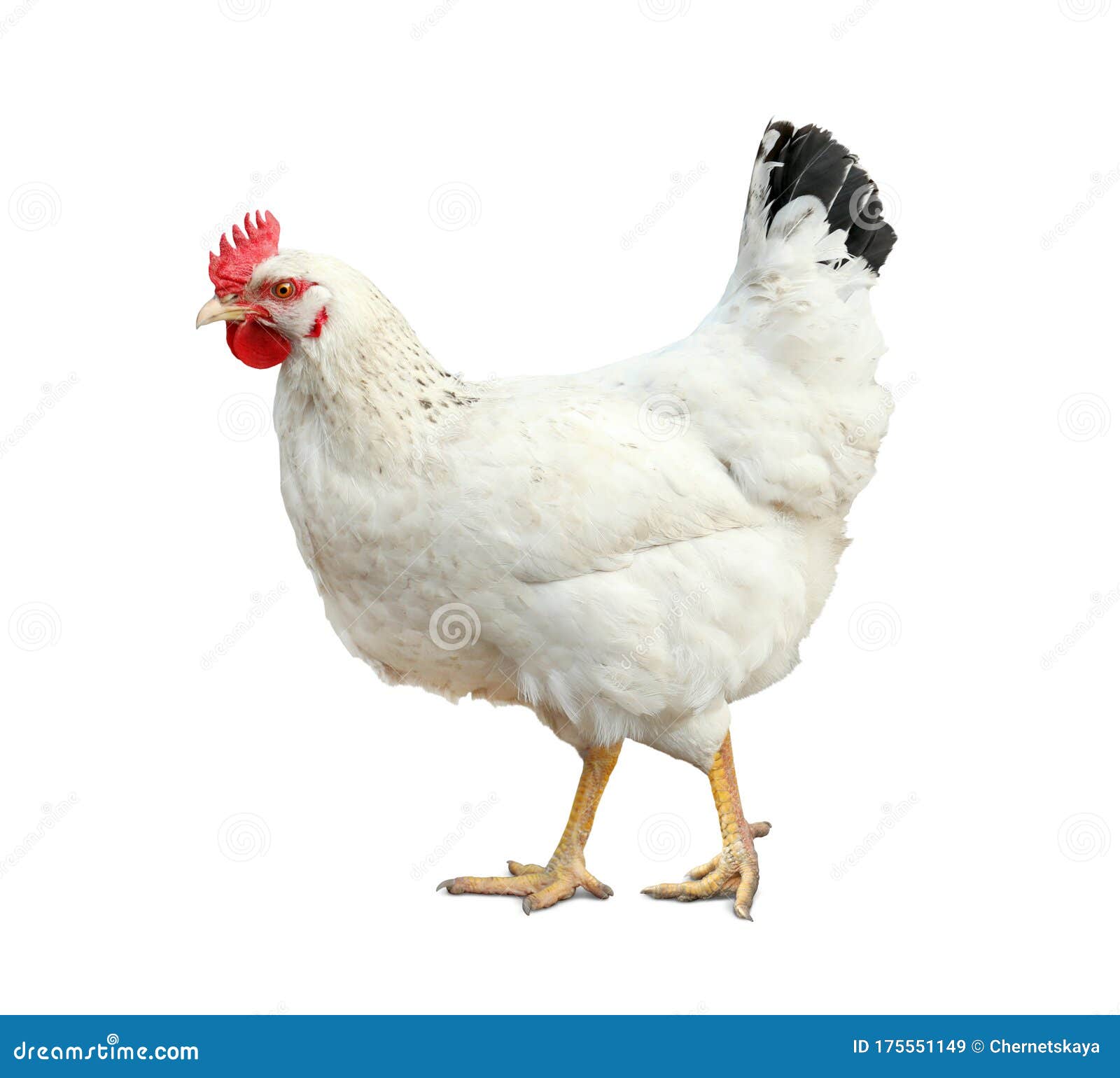Beautiful Chicken on Background. Domestic Animal Stock Image - Image of  chicken, bird: 175551149