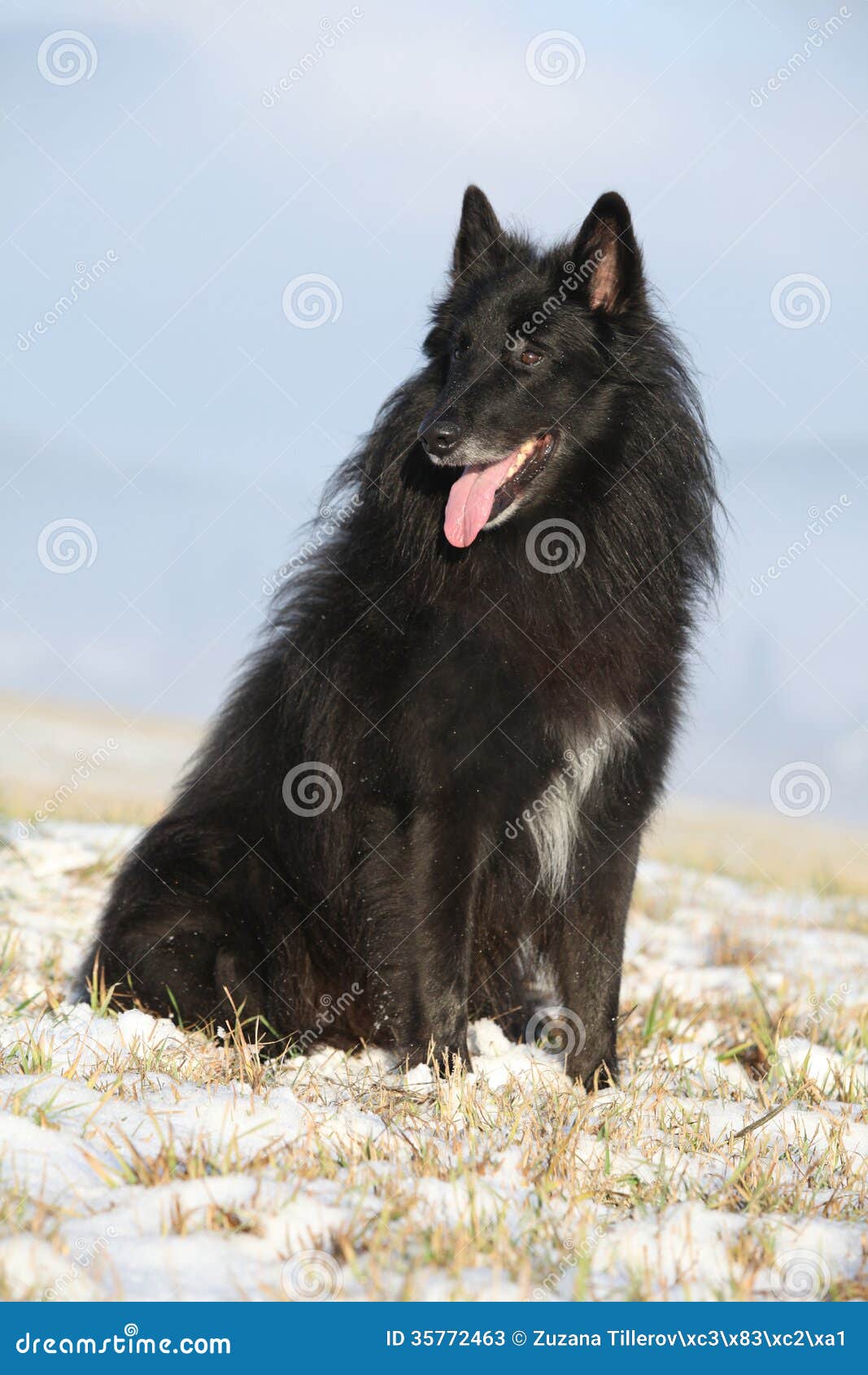 beautiful chien de berger belge in winter