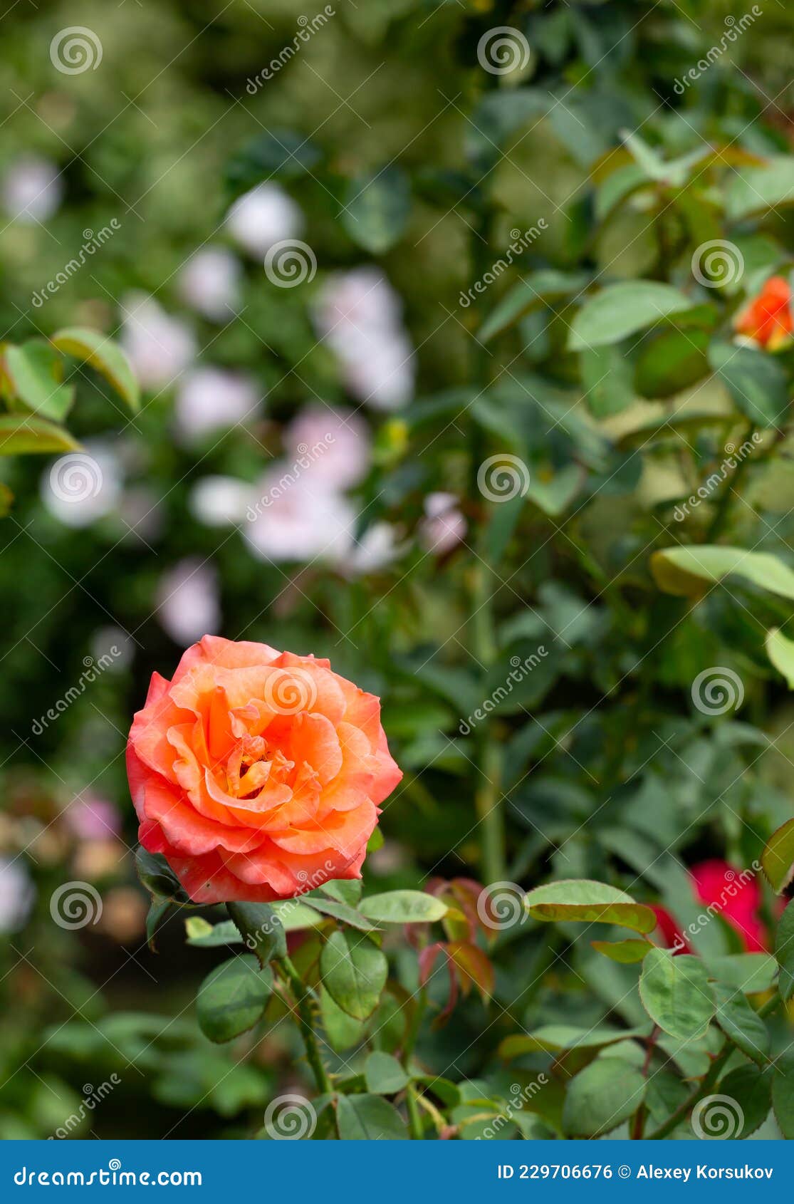 Beautiful Chinese Rose in the Old Park in Summer Stock Photo Image of