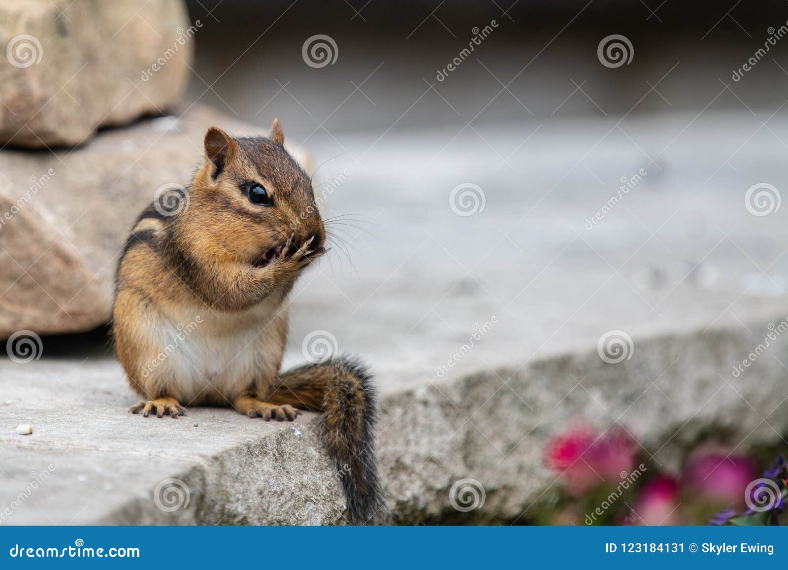 Beautiful Chipmunk Feeding In The Garden Stock Image Image Of