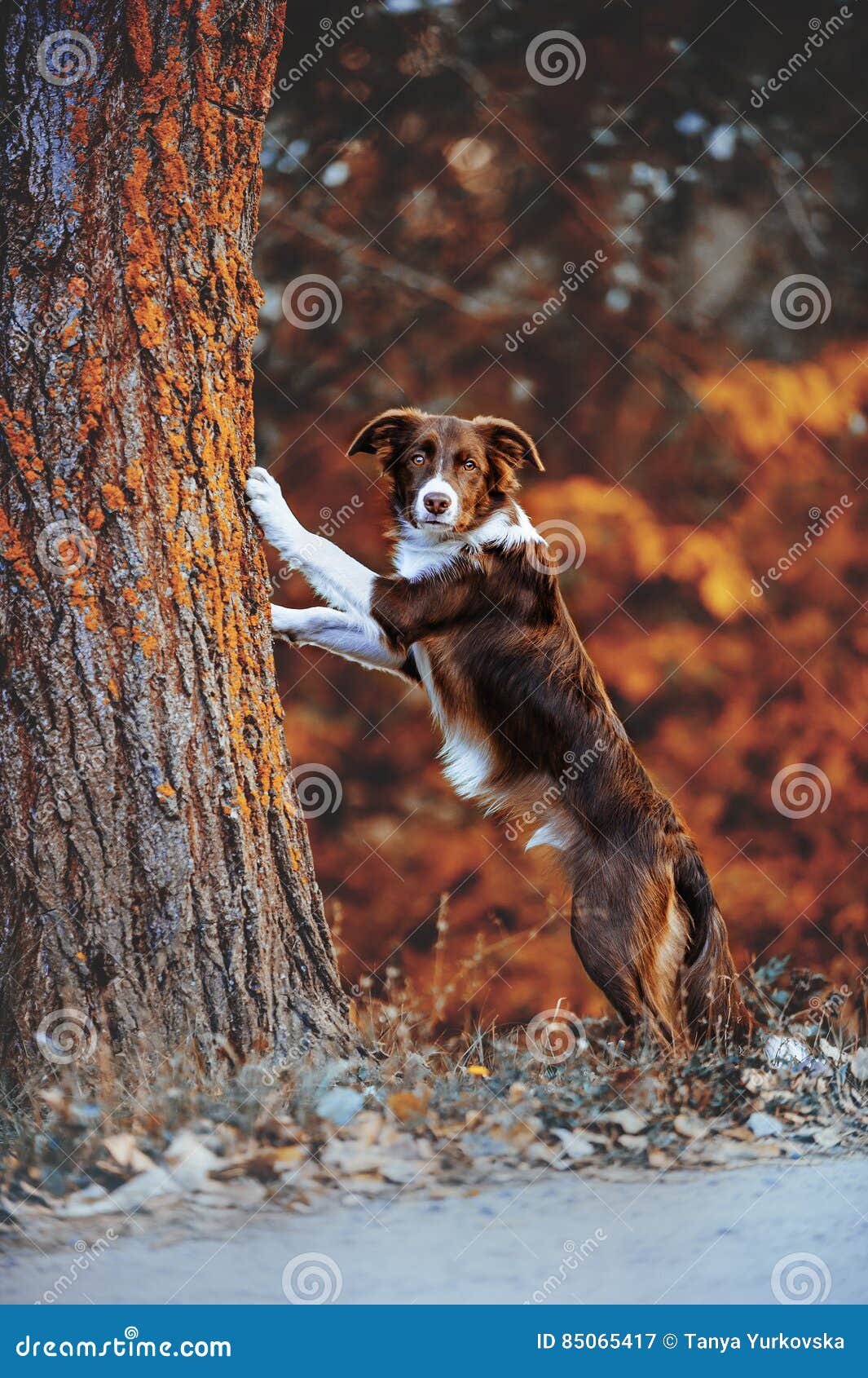 Chocolate hotsell collie puppies