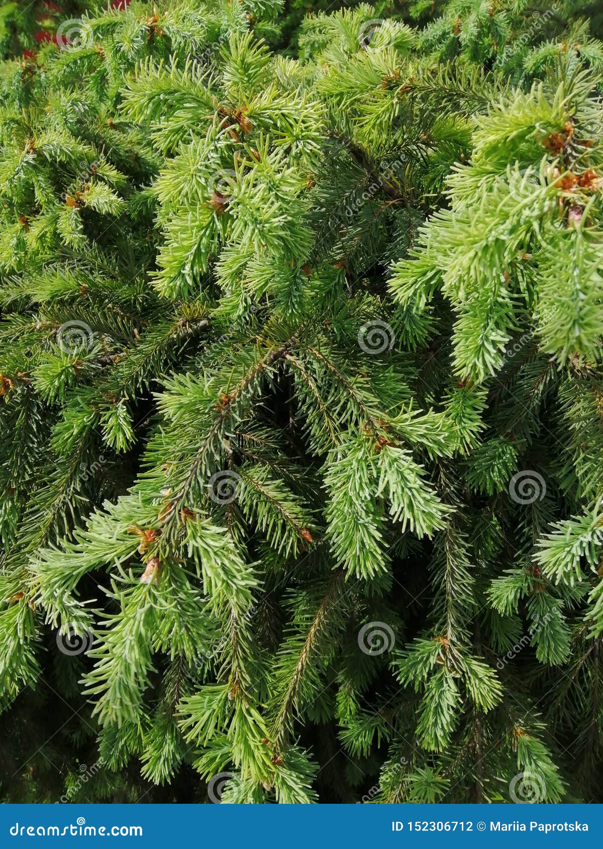 Beautiful of Christmas Tree Leaves for Different Design Stock Photo