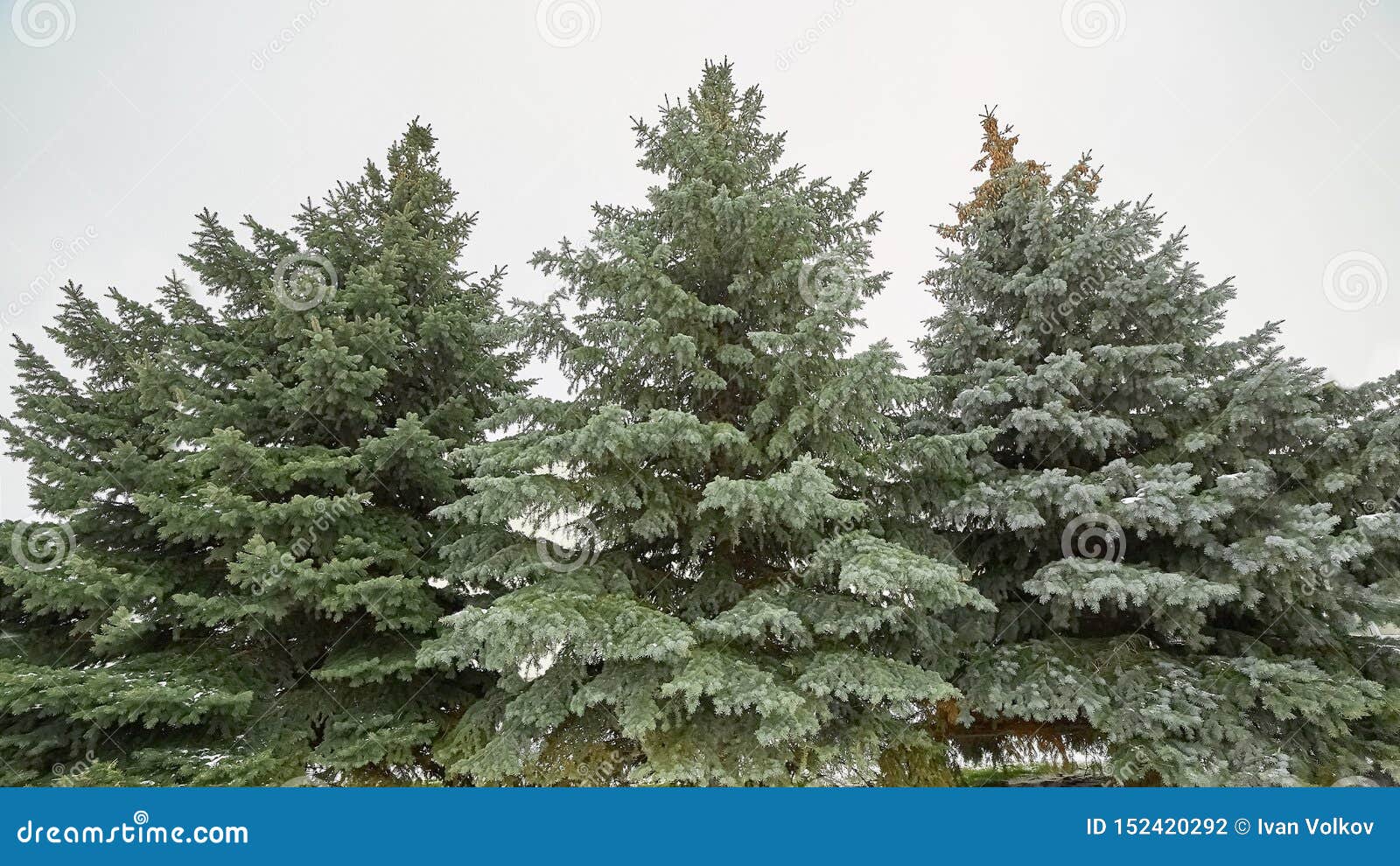 Beautiful Christmas Trees in the Snow.winter, Frost. Stock Photo ...