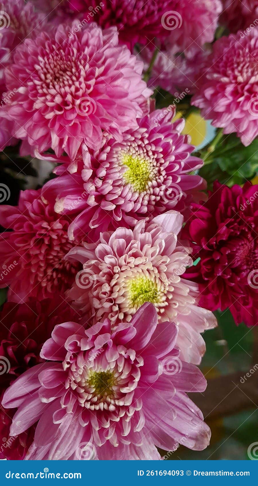 Beautiful Chrysie Flowers for Loved Ones Stock Image Image of