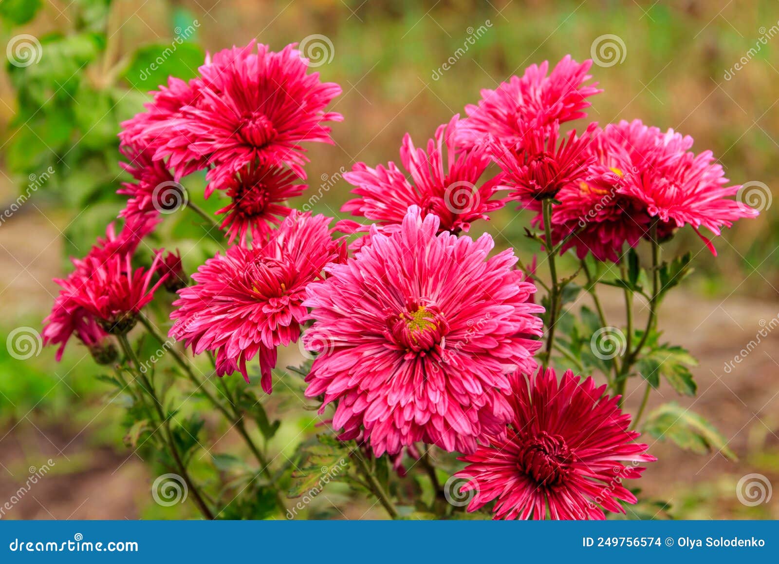 Beautiful Chrysanthemum in Garden Stock Photo Image of delicate