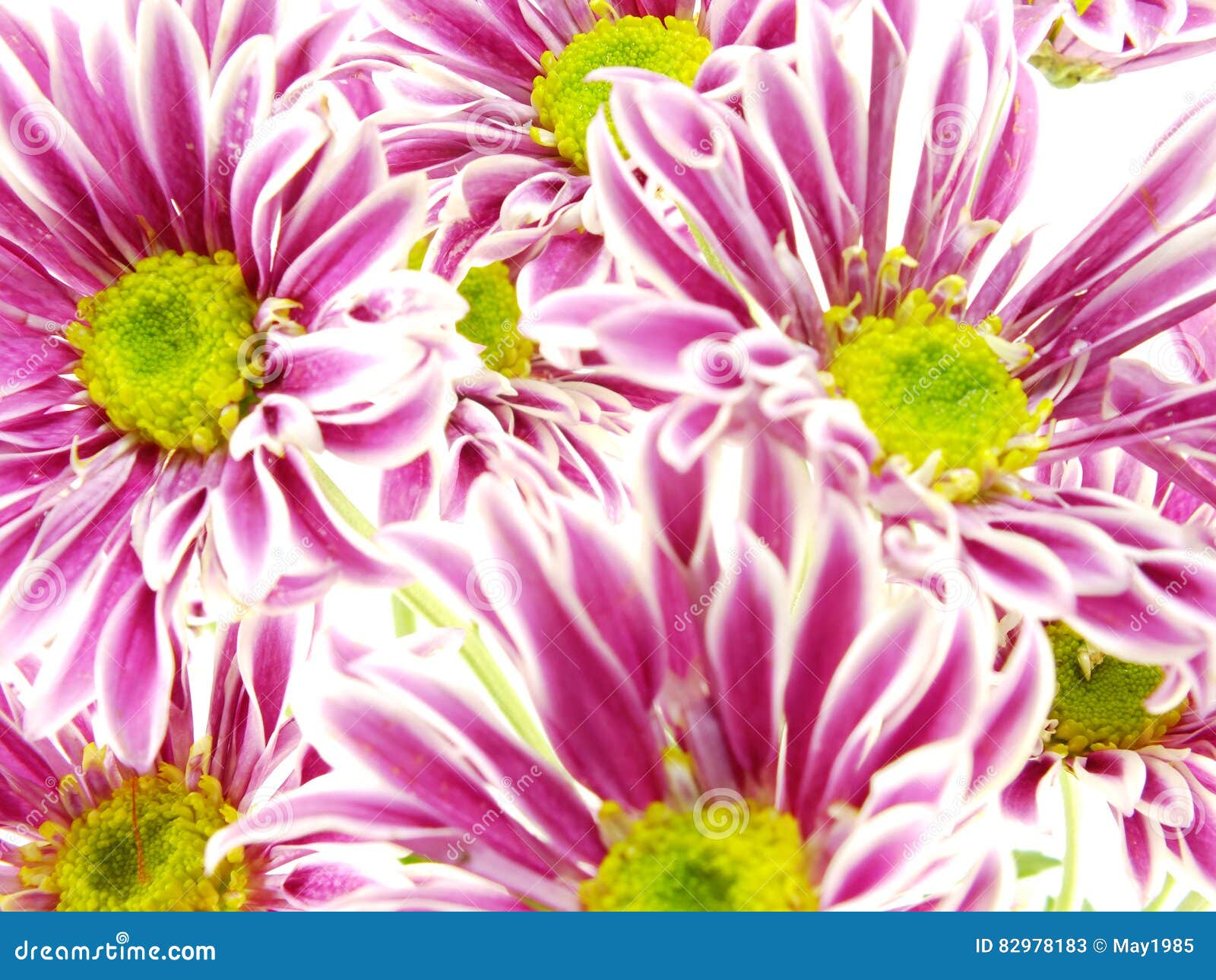 Beautiful Chrysanthemums Pink Flowers Bouquet Close Up Stock Image ...