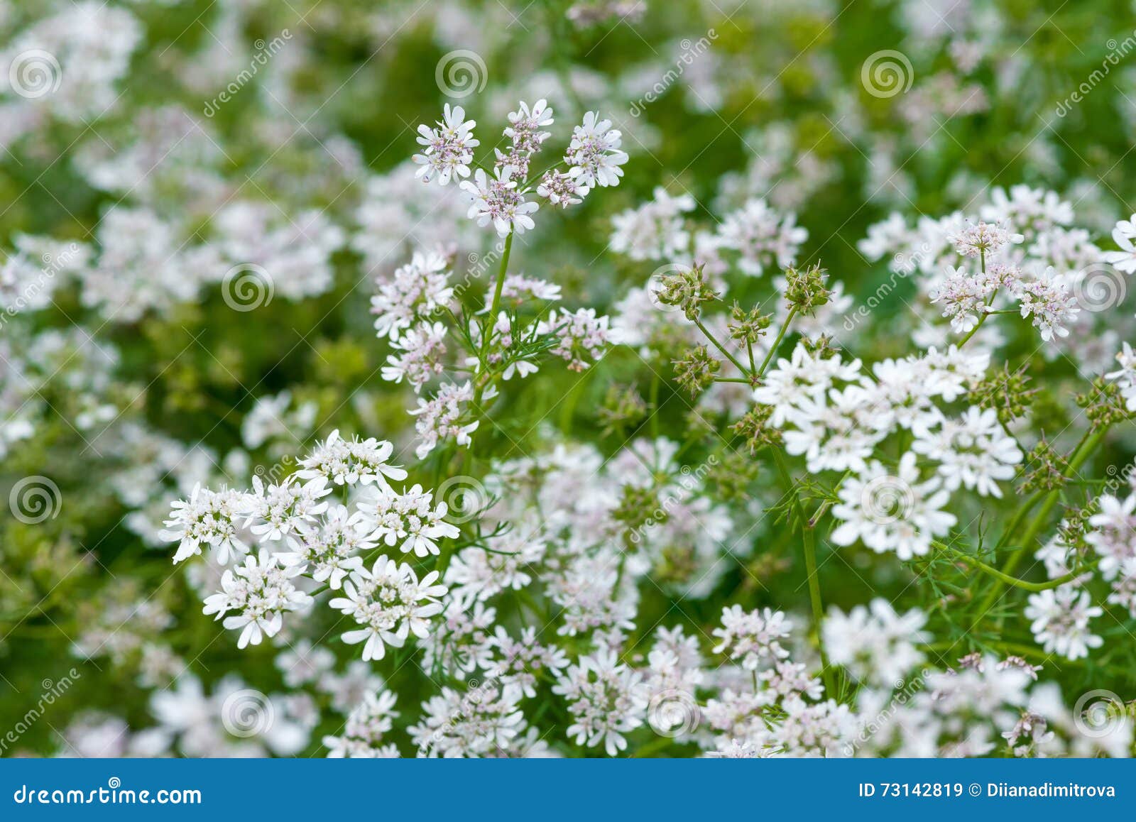 Beautiful Cilantro Coriander Flowers Blooming in the Summer Stock Image