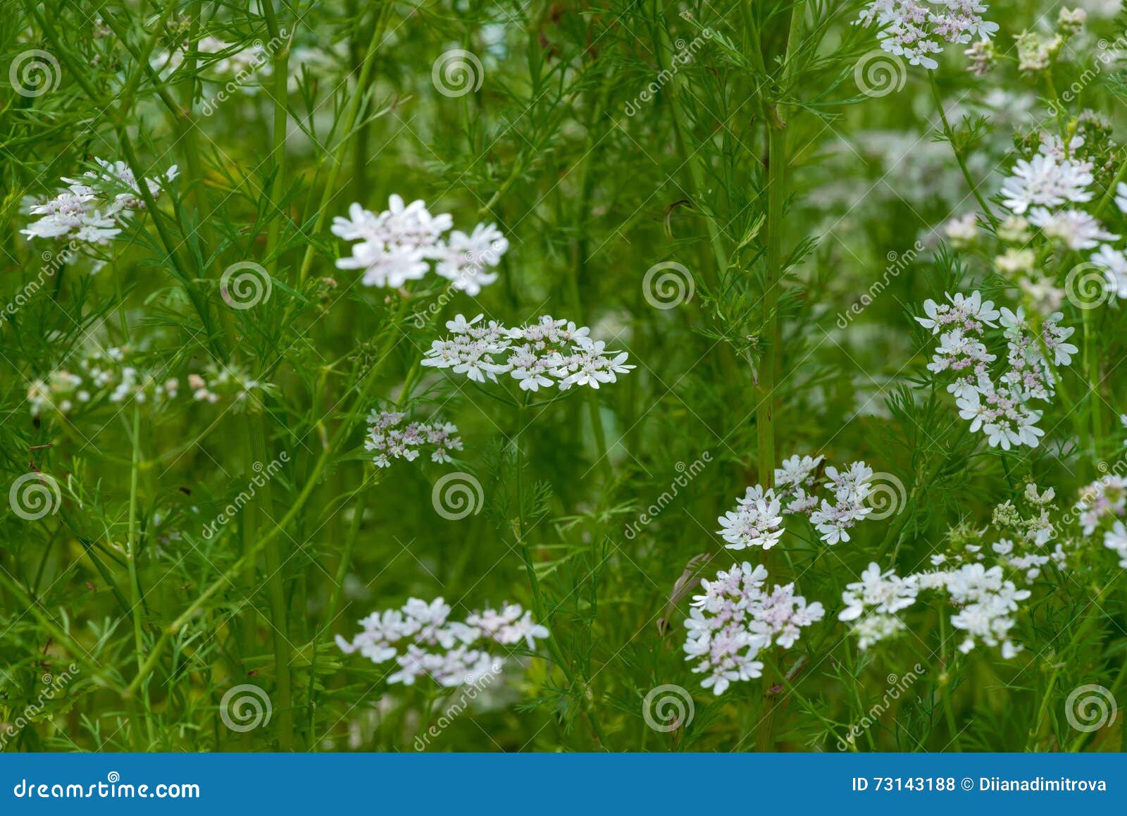 Beautiful Cilantro Coriander Flowers Blooming in the Summer Stock Photo
