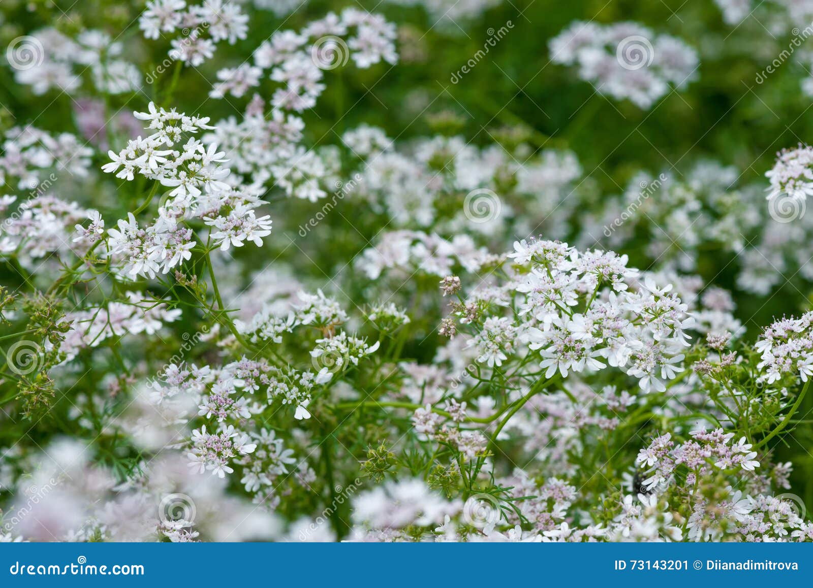Beautiful Cilantro Coriander Flowers Blooming in the Summer Stock Image