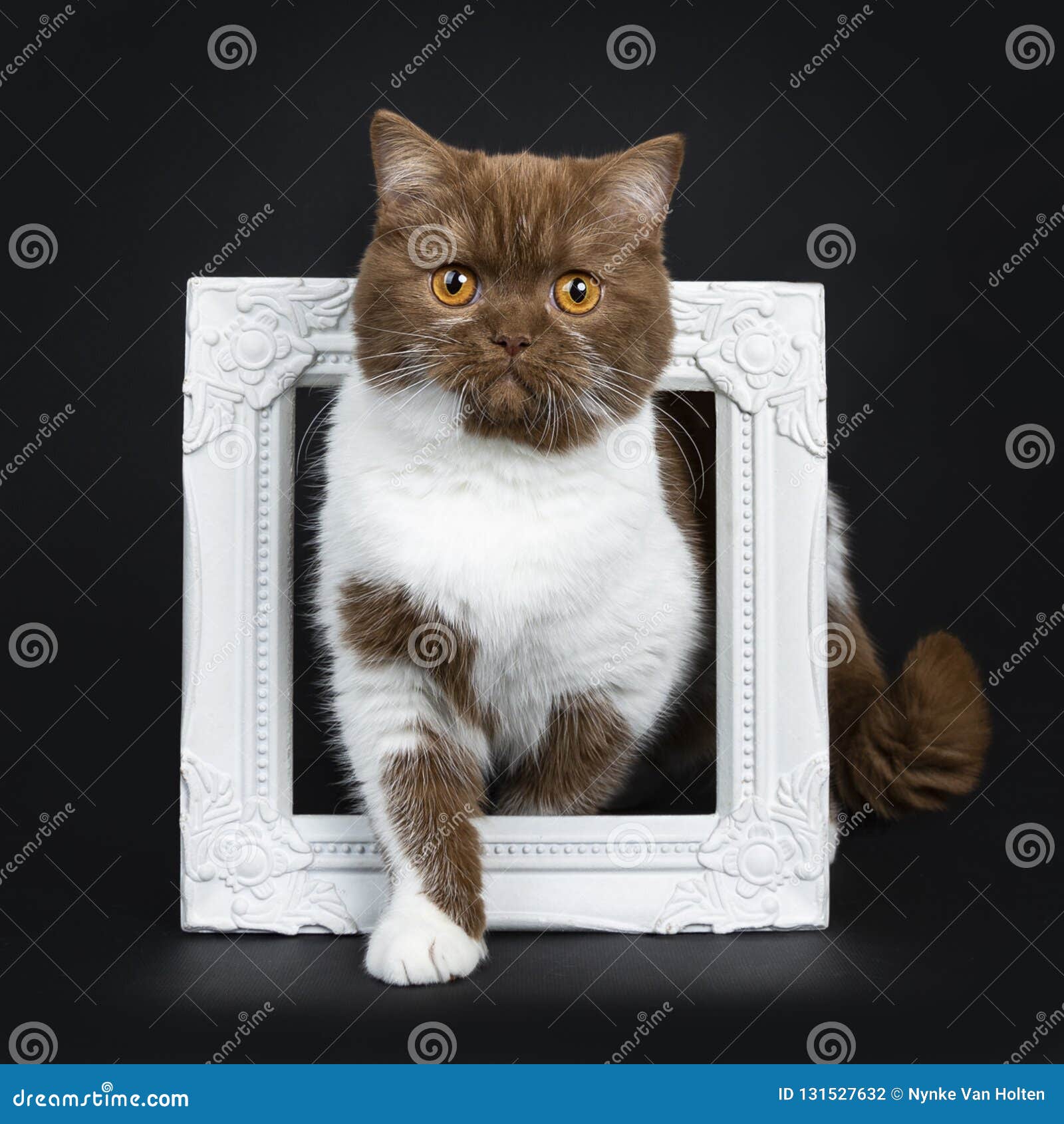 Beautiful Cinnamon with White British Shorthair Cat Kitten,Isolated on