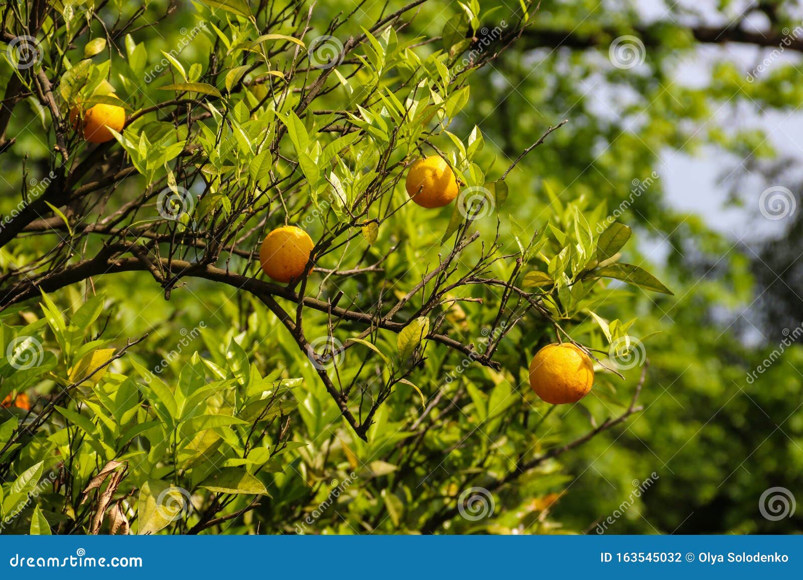 Tree ripe citrus fruits