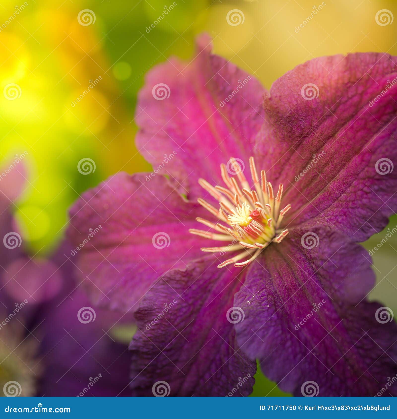 Beautiful clematis flower stock photo. Image of clematis 71711750