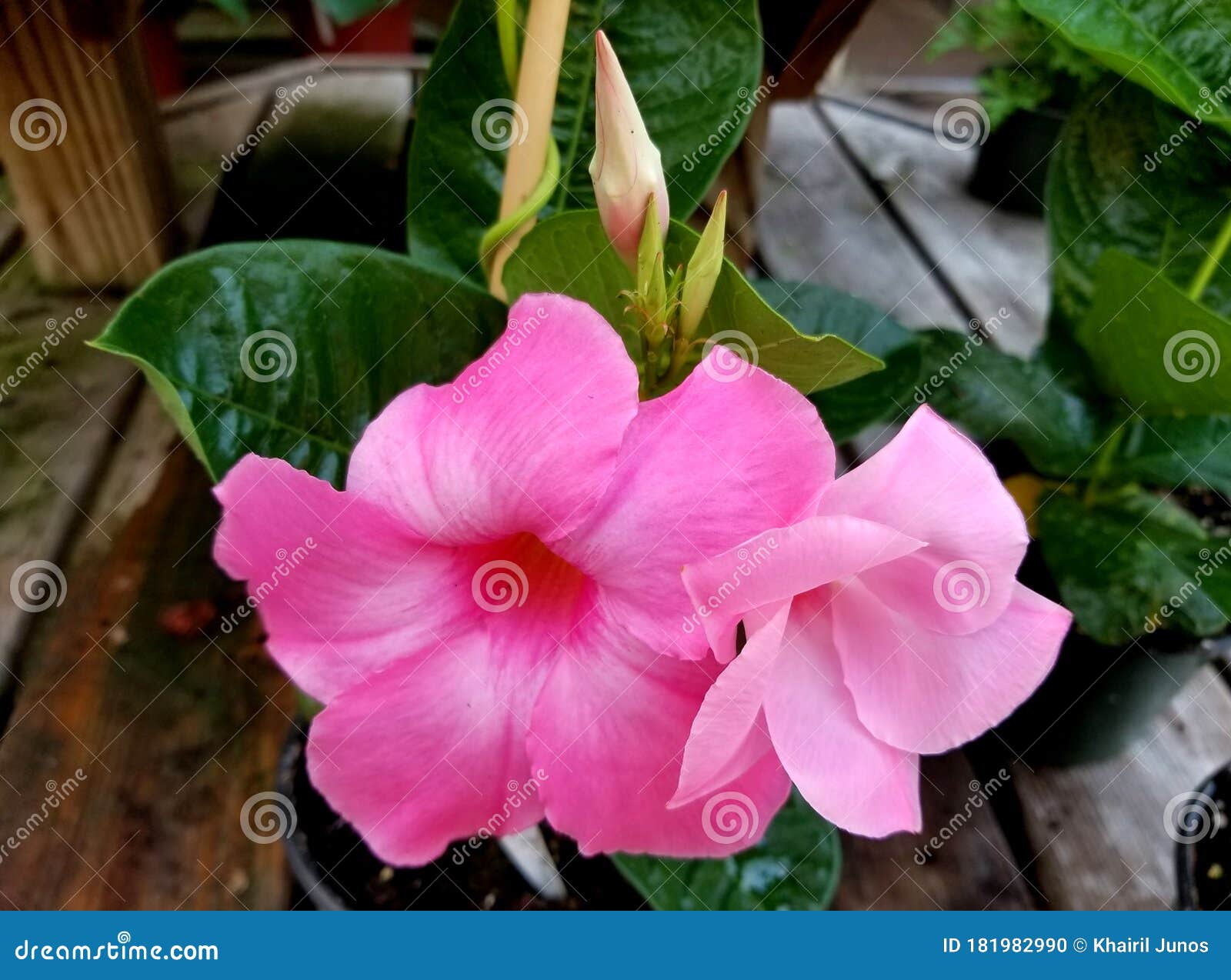 Beautiful Climbing Pink Mandevilla Flowers at Full Bloom Stock Photo Image of blossom