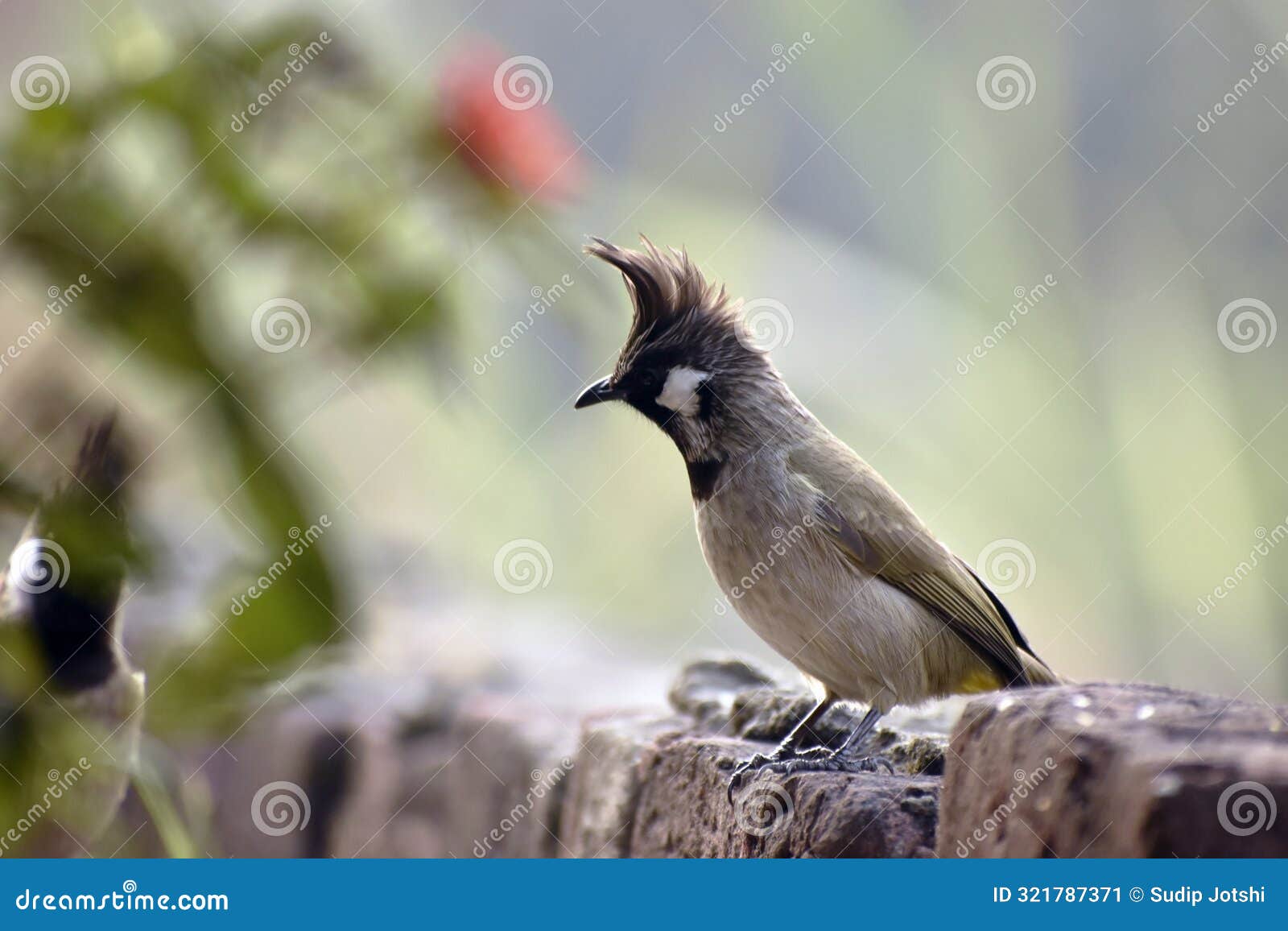 beautiful close up image of a bul bul
