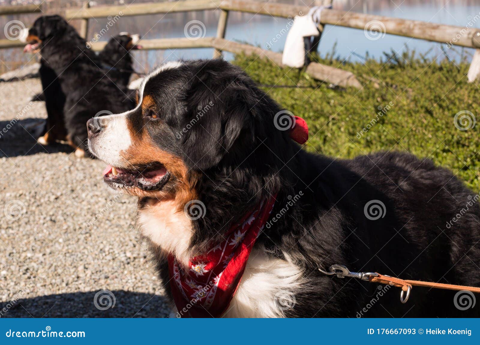 pedigree bernese mountain dog