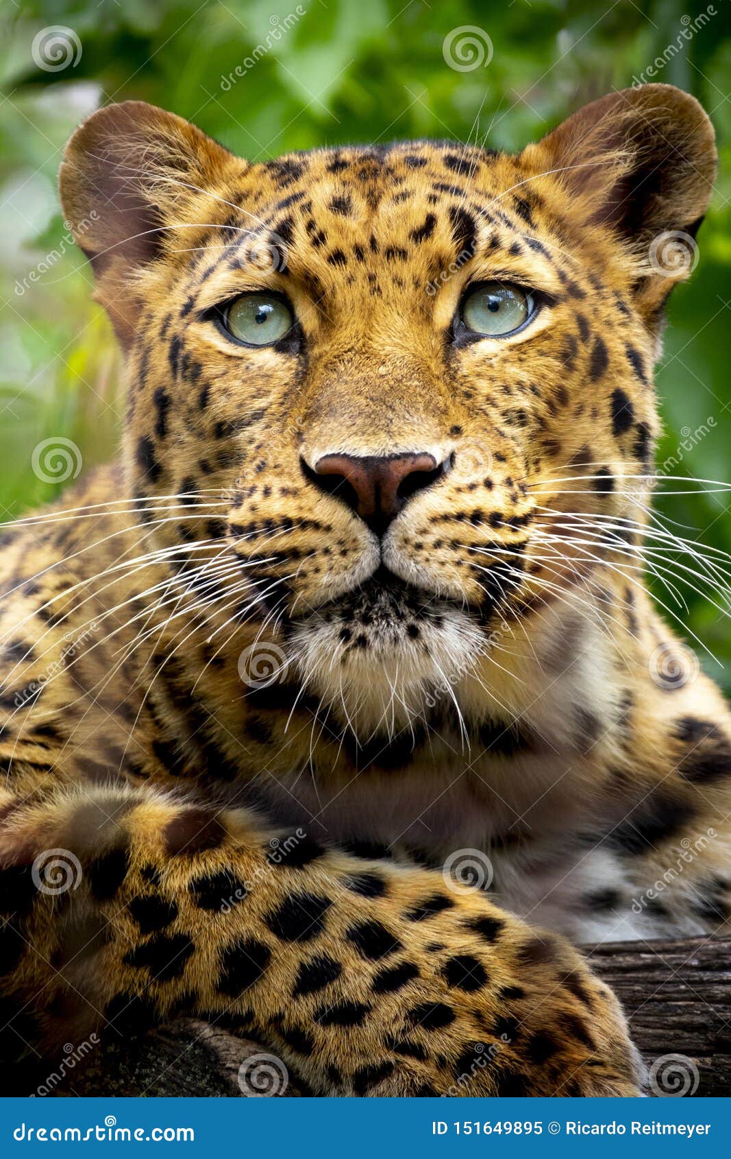 beautiful close up portrait of an endangered amur leopard