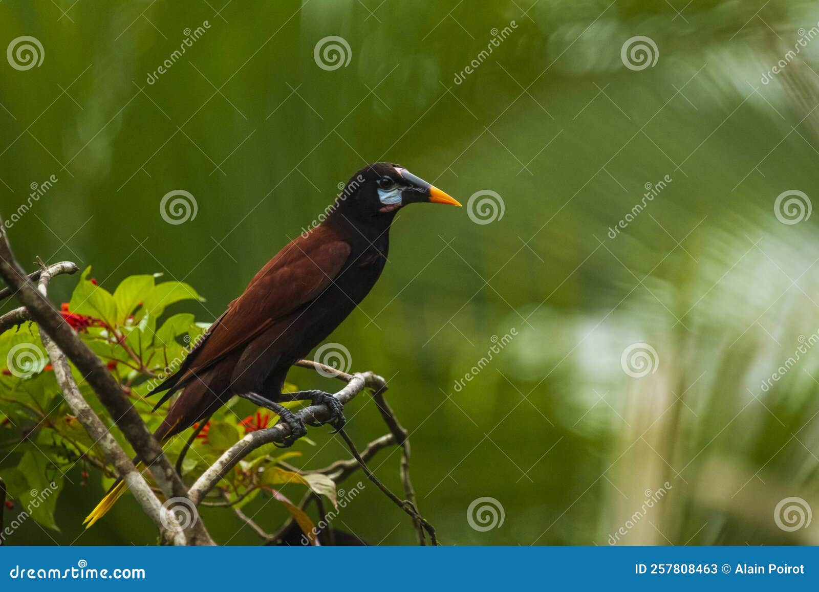 a beautiful close up portrait of a montezuma oropendola