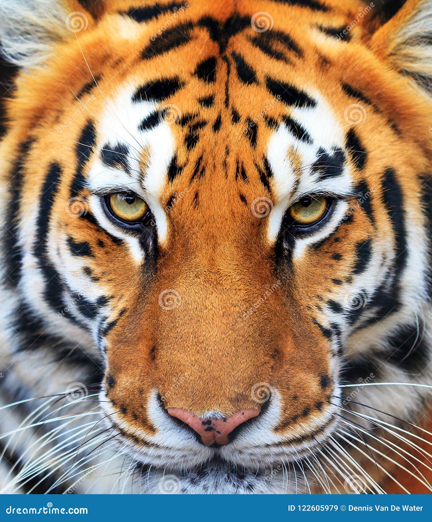 Close up portrait of Amur (Siberian) tiger in forest, looking at