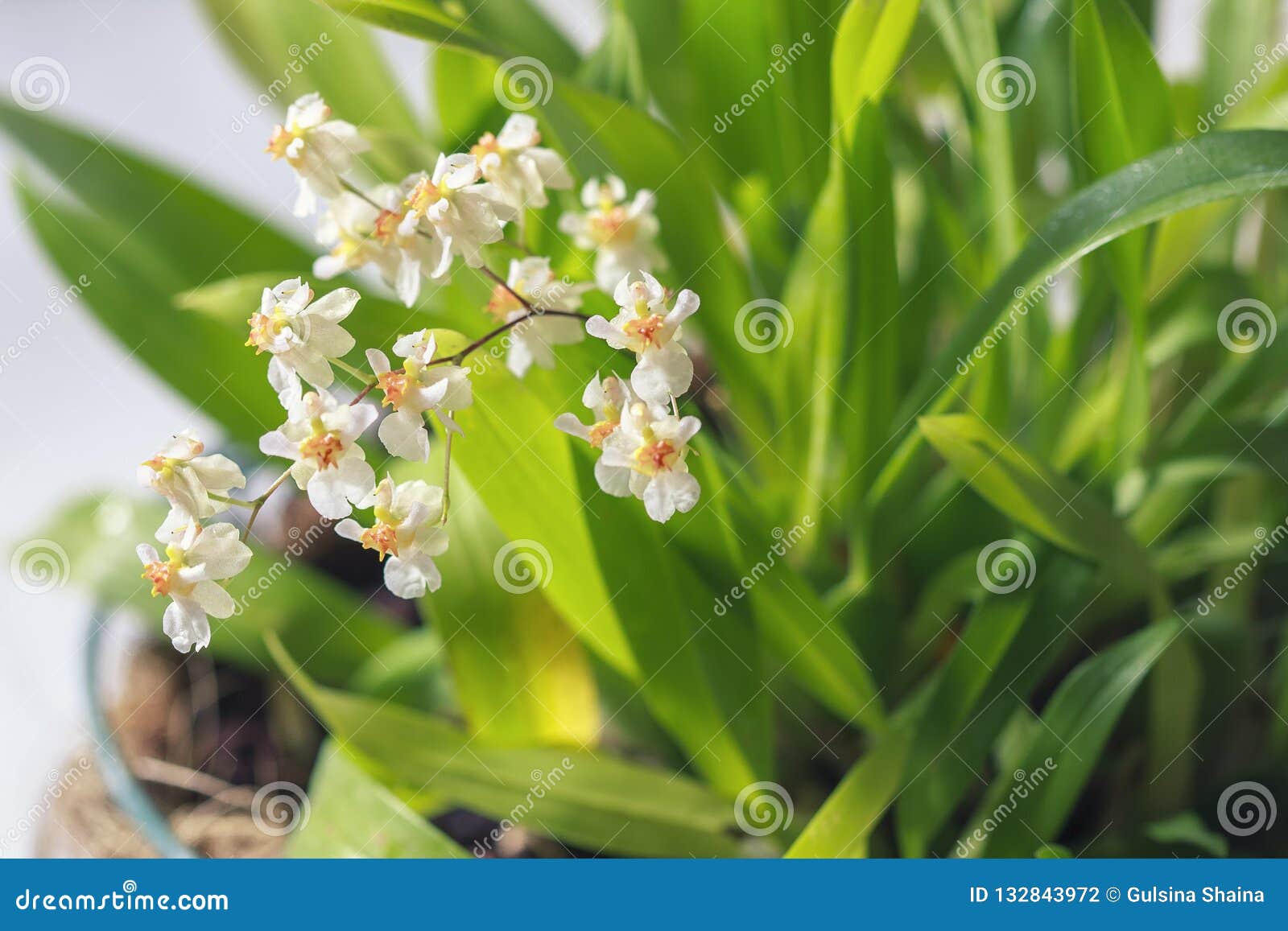 Beautiful Closeup of an Orchid White Oncidium Twinkle Mini Orchid Stock  Photo - Image of floral, aroma: 132843972