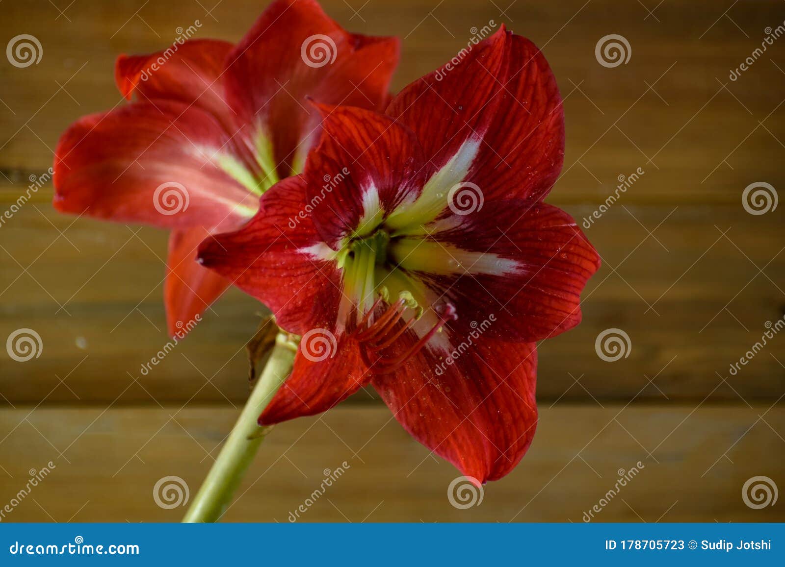 Beautiful Closeup Photograph of Red Easter Lily Flower Stock Image ...