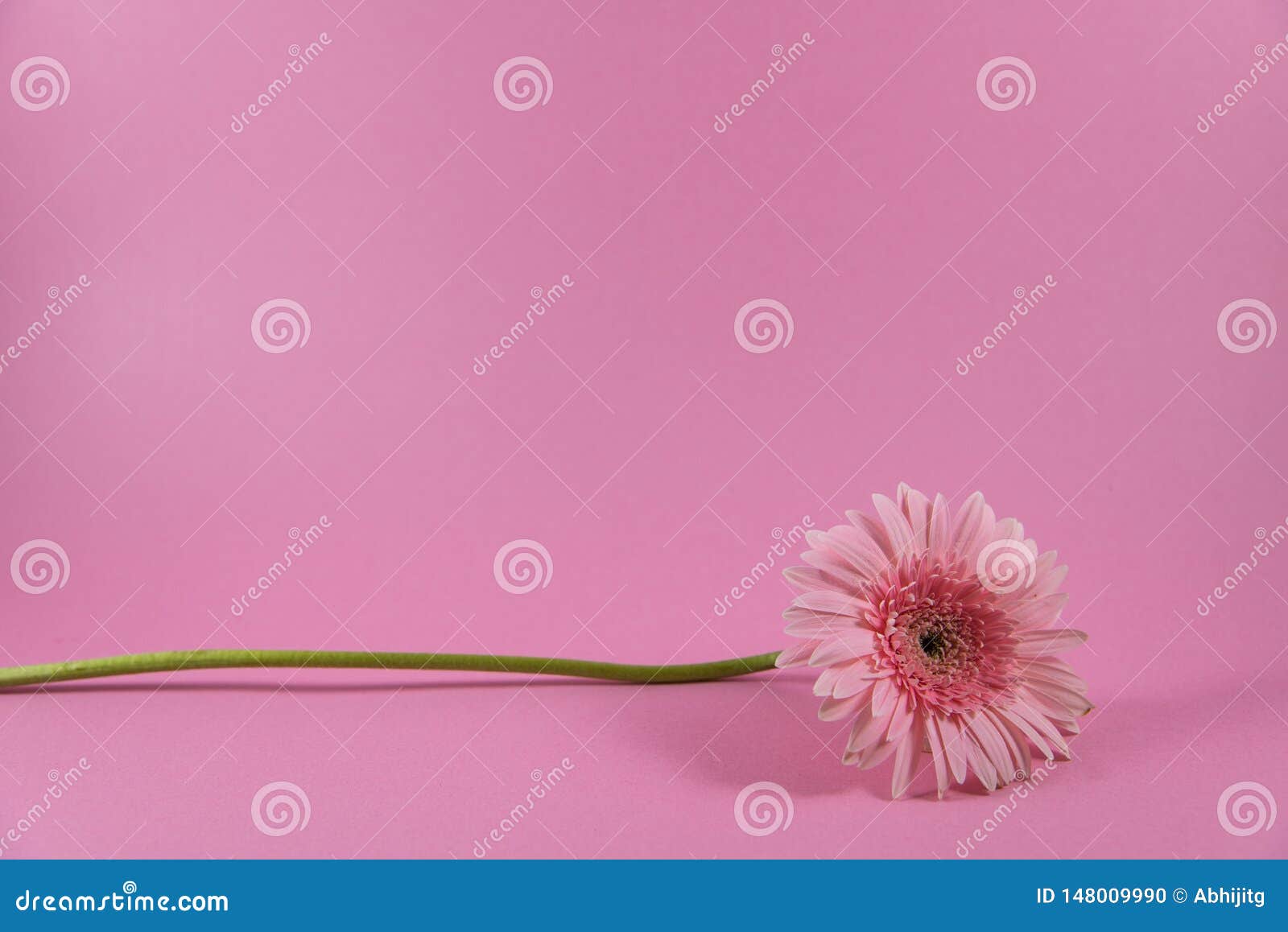 Beautiful Closeup of Pink Flower on Pink Background, Wallpaper ...