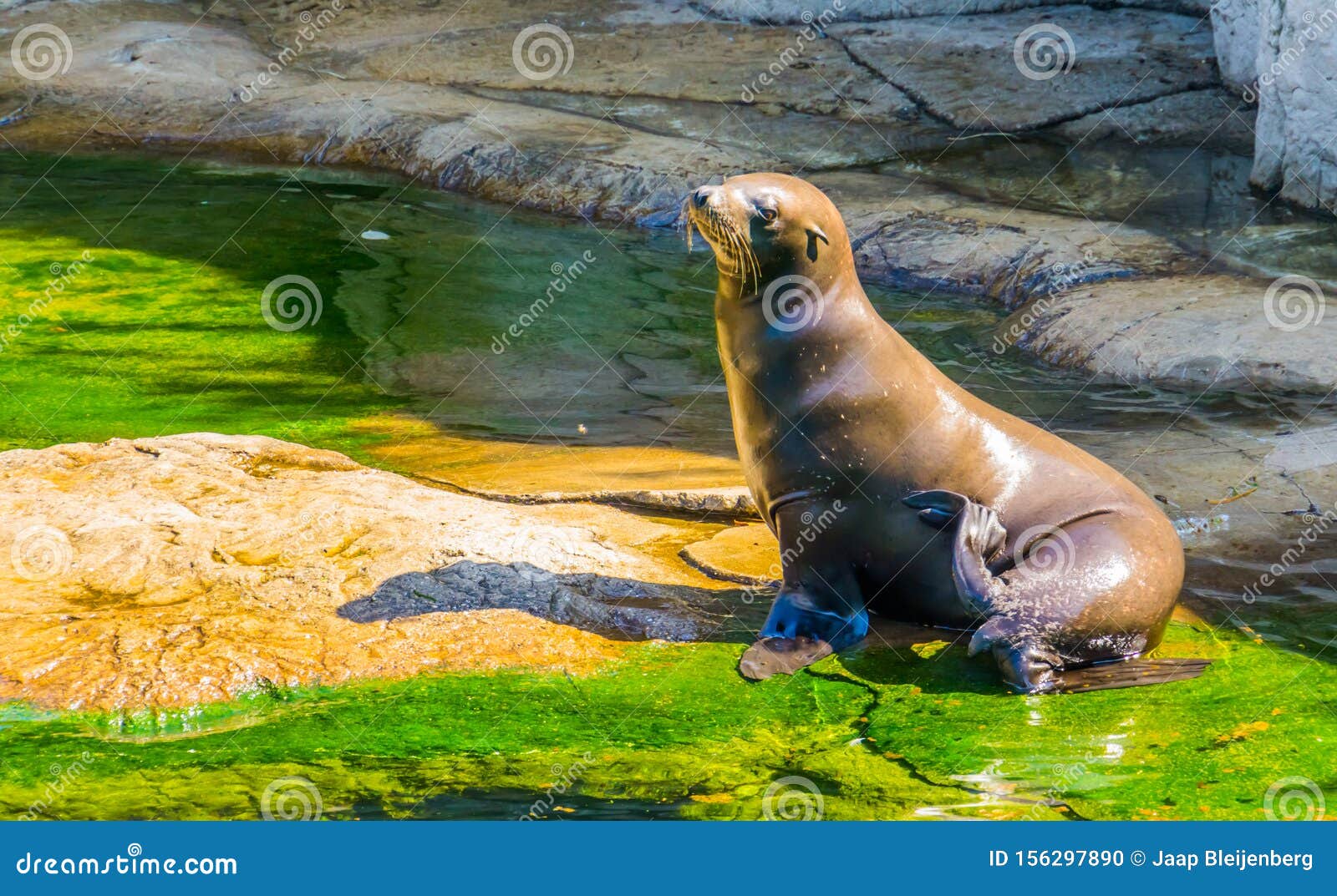 Beautiful Closeup Portrait of a Sea Lion Sitting at the Water Side, Eared  Seal Specie, Marine Life Animals Stock Photo - Image of beautiful, coastal:  156297890