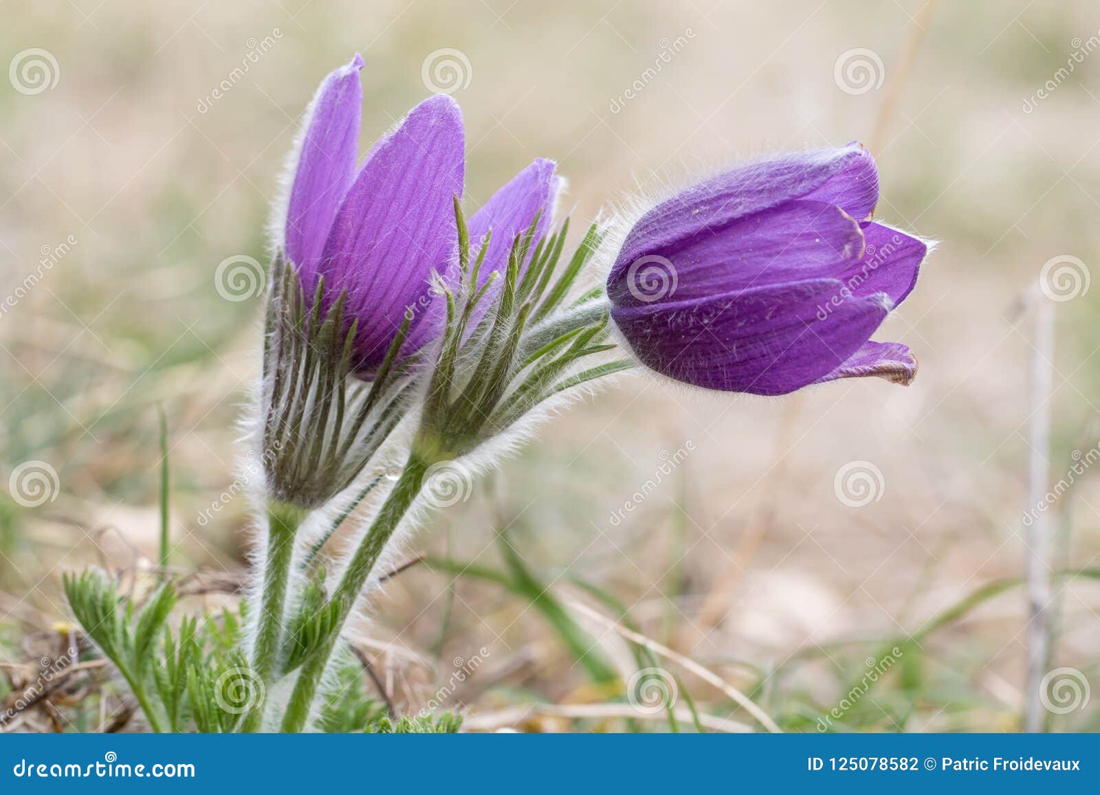beautiful closeup of two pasque flower - anemone pulsatilla - with a nice blurred background