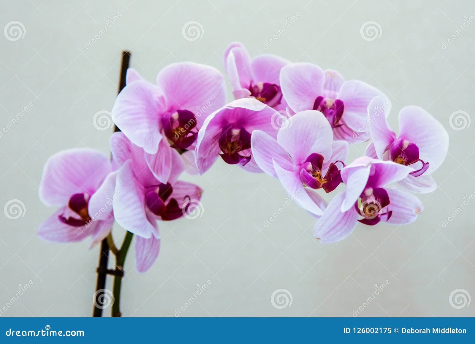 Beautiful Magenta Orchid Flowers Blooming Stock Image Image Of
