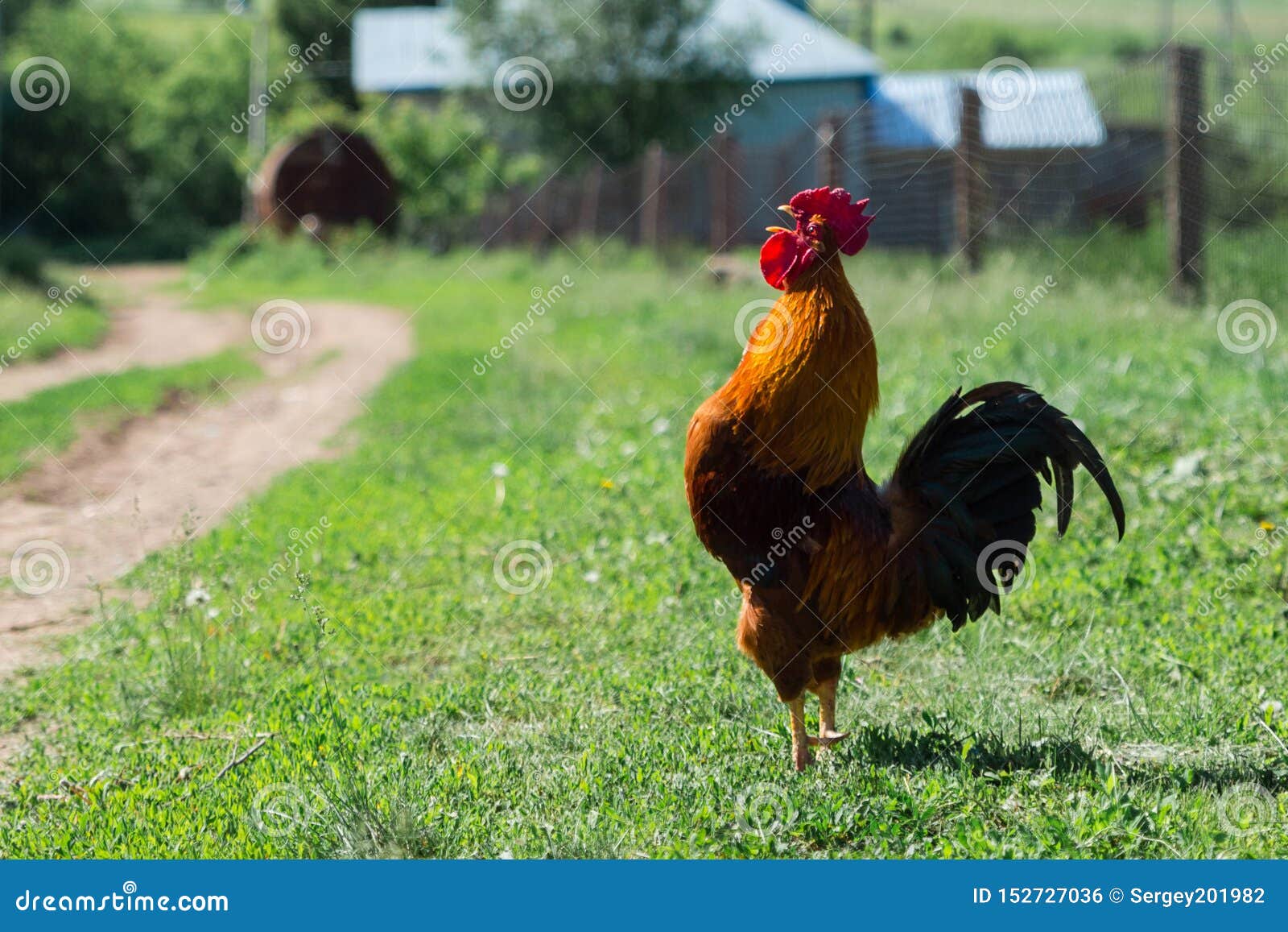 Cock & A Smile