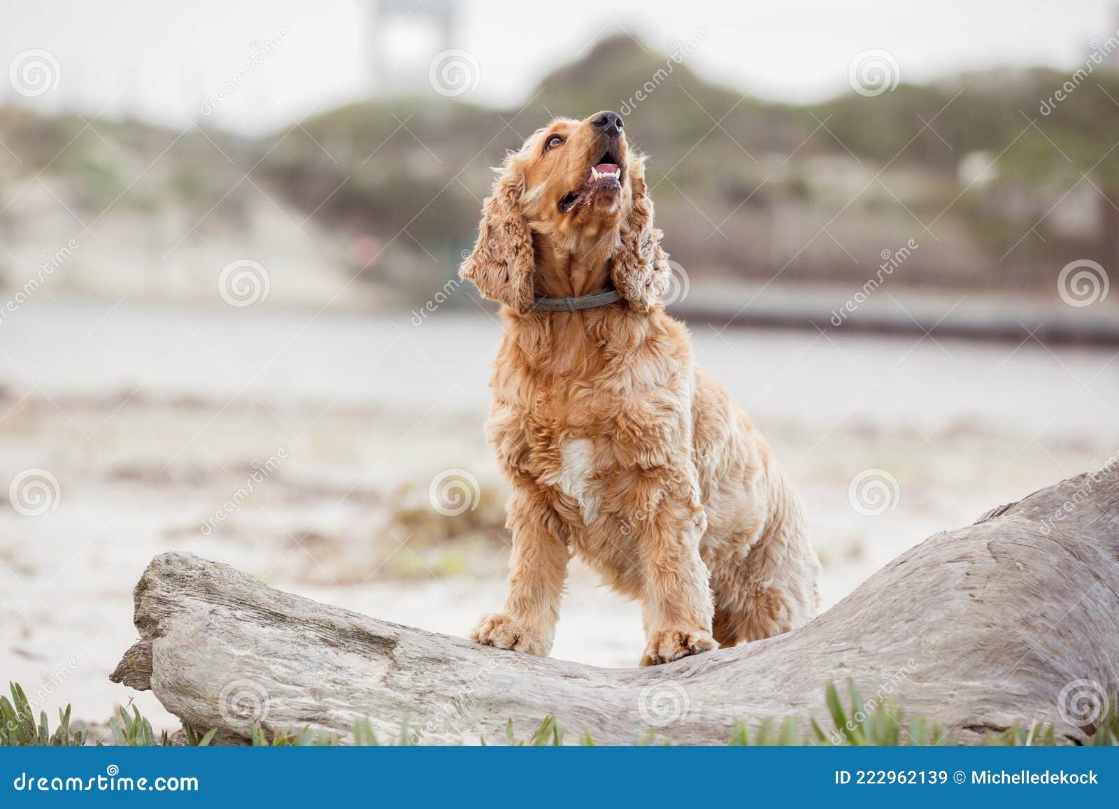 A Beautiful Cocker Spaniel Dog on the Beach. Stock Image - Image of looking, healthy: 222962139 A Beautiful Cocker Spaniel Dog on the Beach. Stock Image - Image of looking, healthy: 222962139