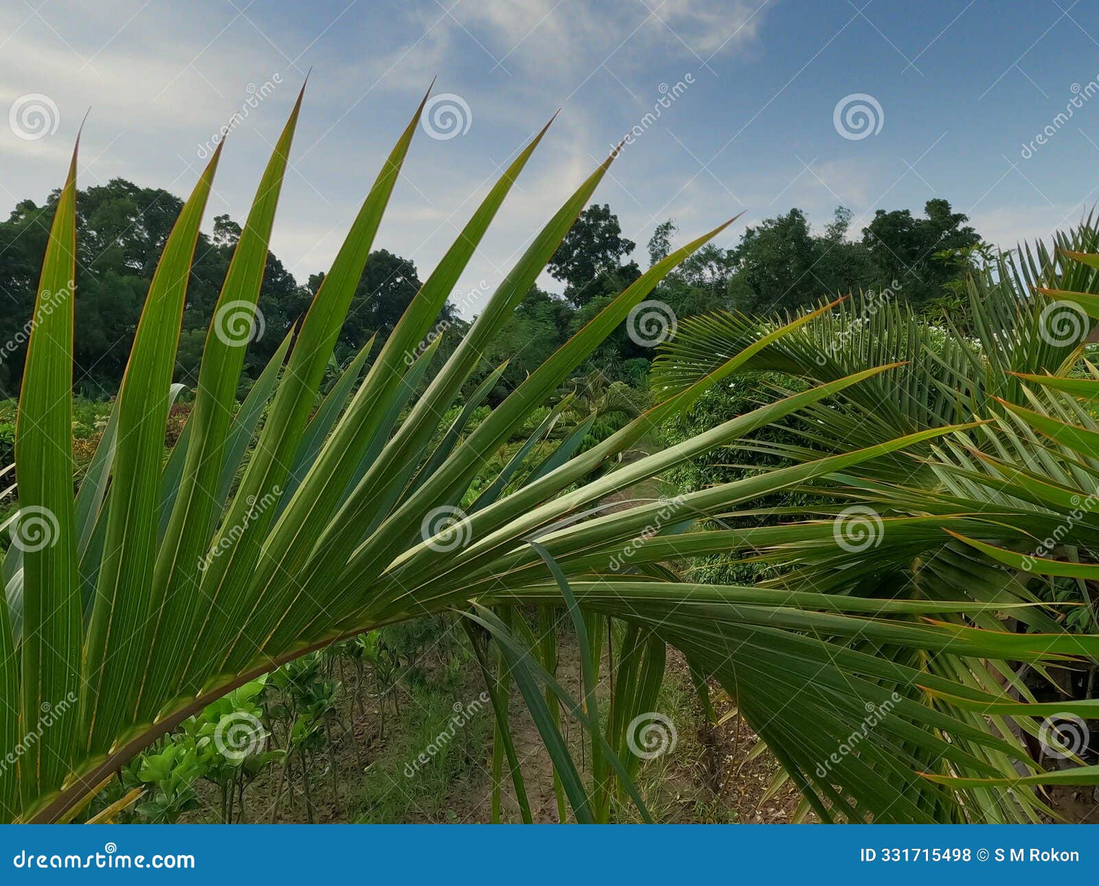 beautiful coconut tree and coconut leaves background image