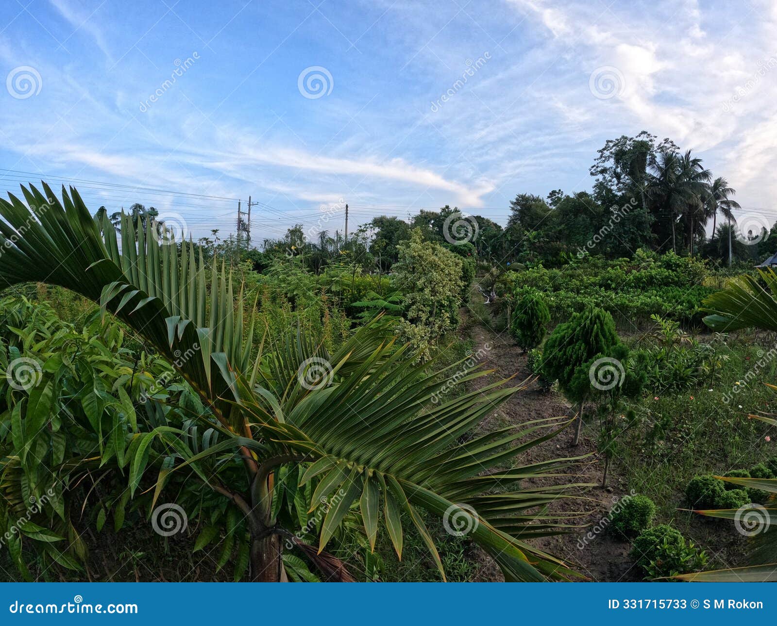 beautiful coconut tree and coconut leaves background image