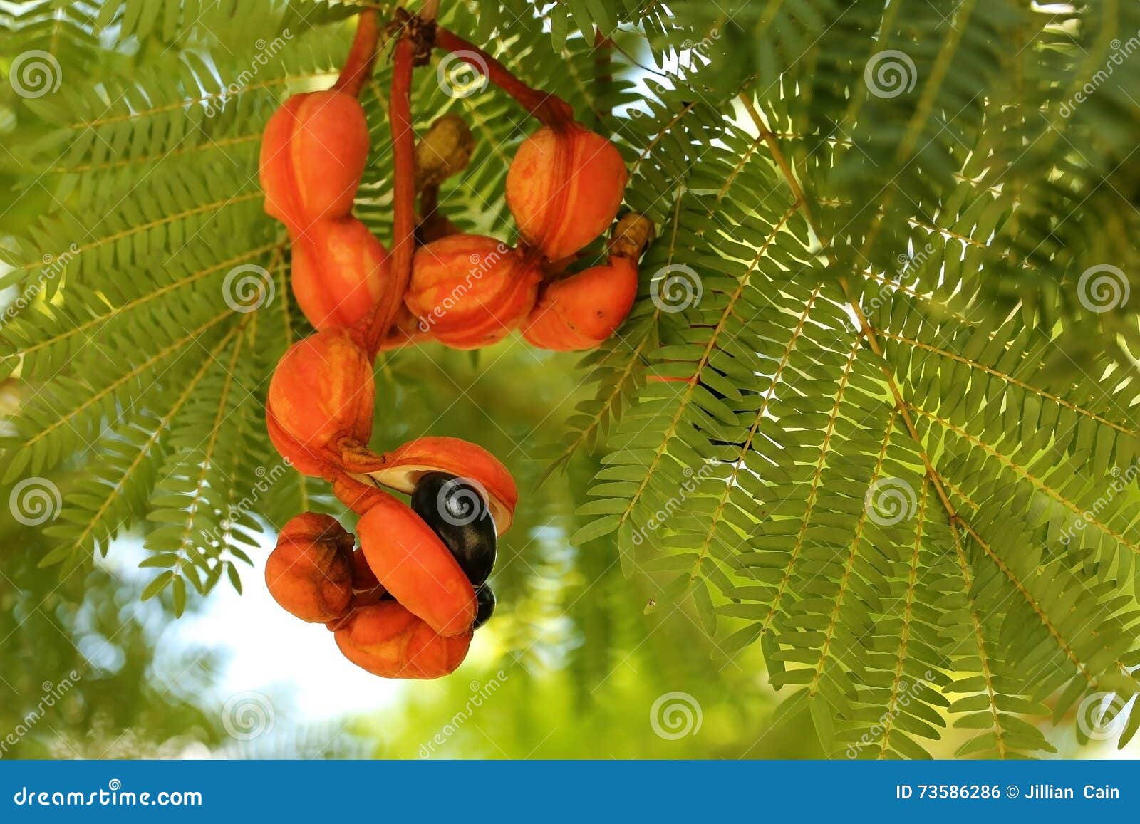 Beautiful Cojoba Arborea Red Pod With Black Seed Emerging Stock Photo Megapixl Beautiful Cojoba Arborea Red Pod With Black Seed Emerging Stock Photo Megapixl