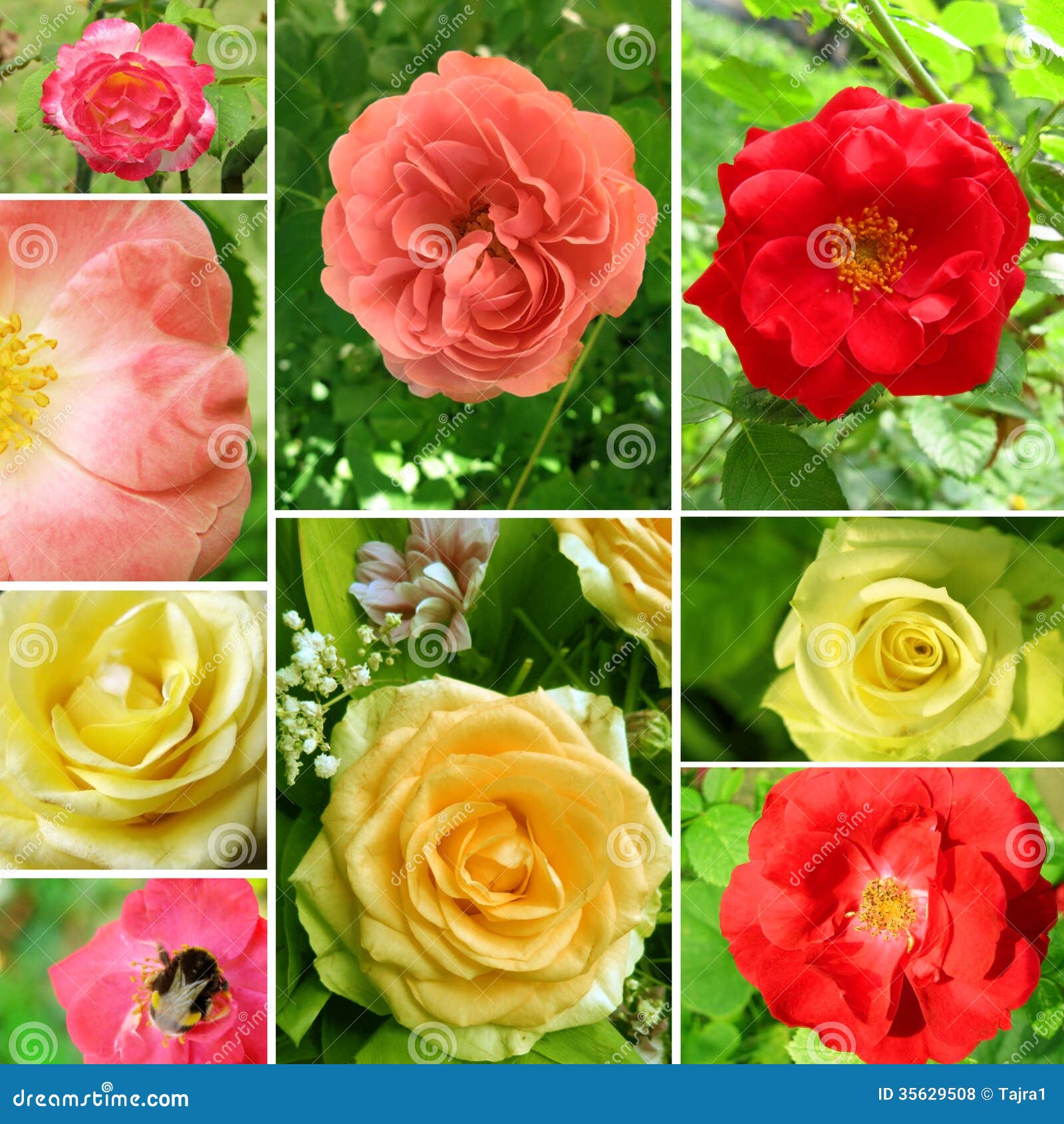 Beautiful collage of roses stock photo. Image of botany 35629508